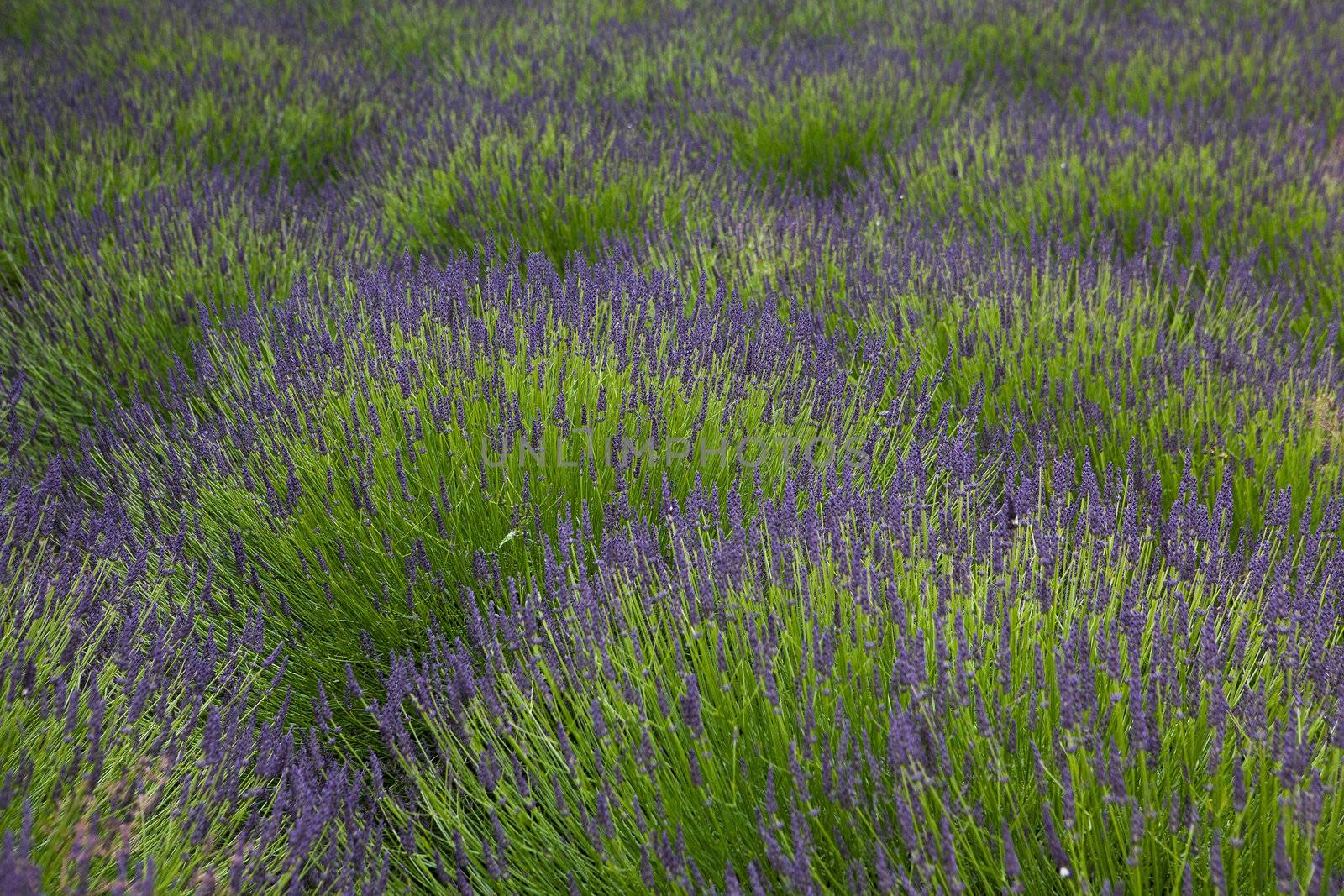 Lavender field by CaptureLight