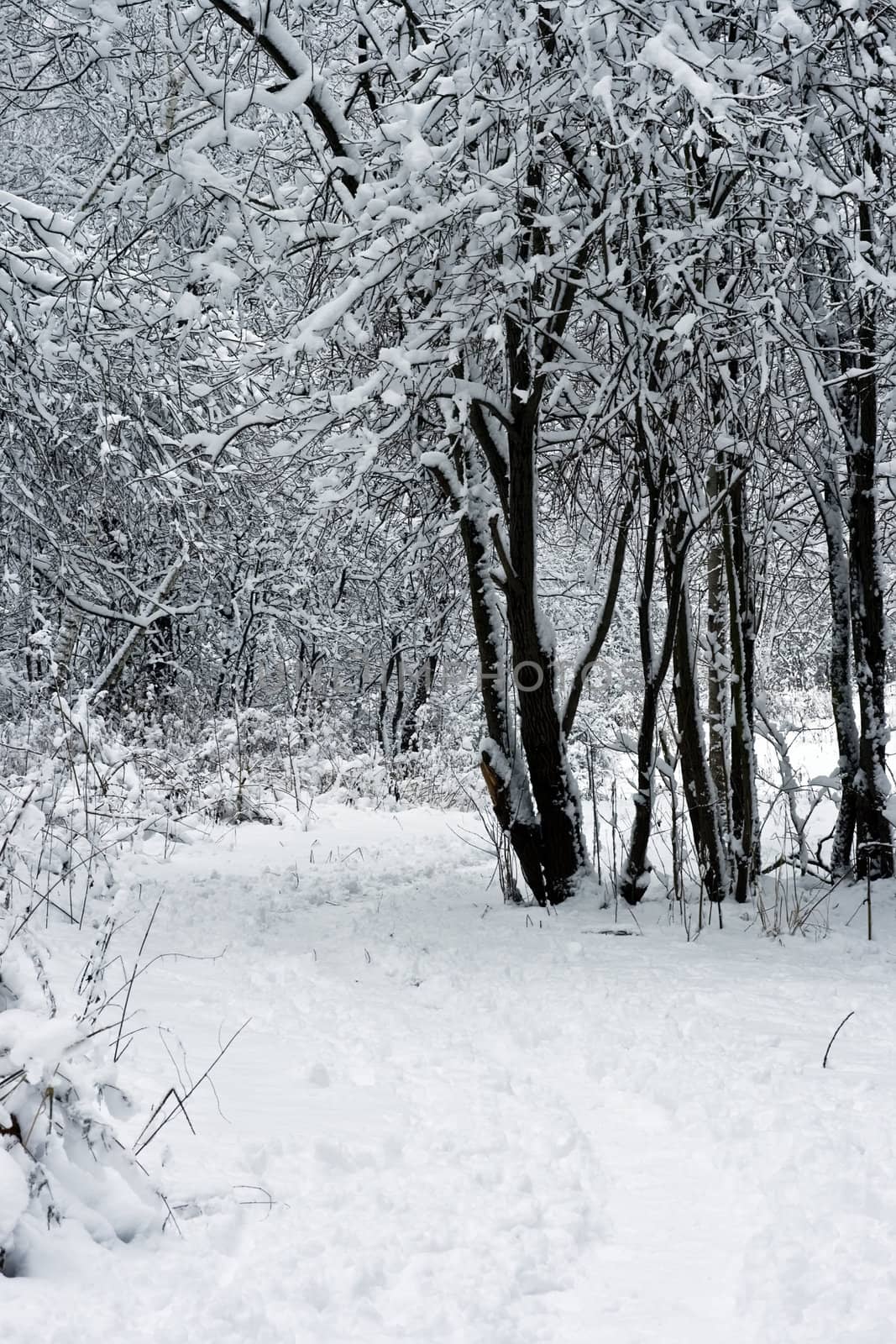 forest under white snow in winter, Moscow, Russia