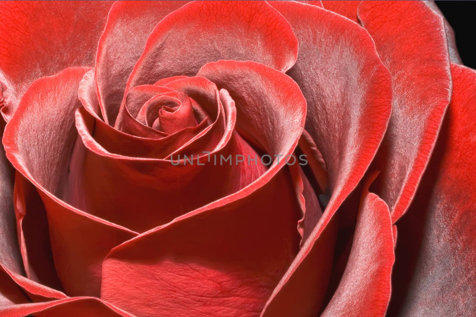 Lush and beautiful red rose, high quality macro