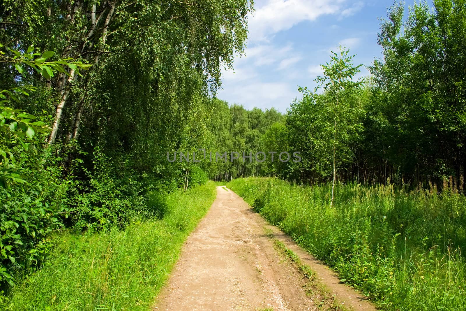 A road in Bitsa Park, Moscow, Russia