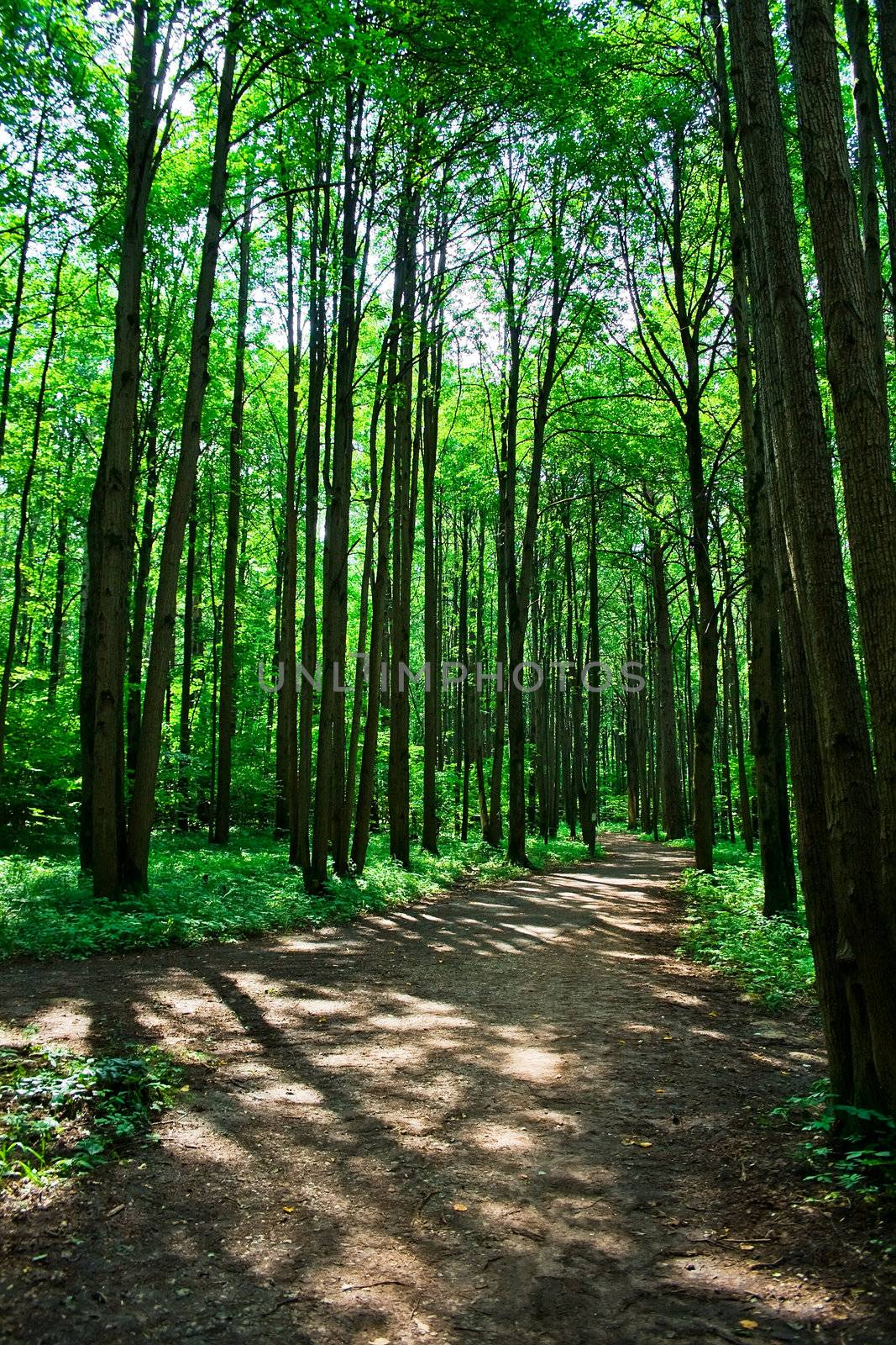 Beautiful road in the green summer forest, Moscow