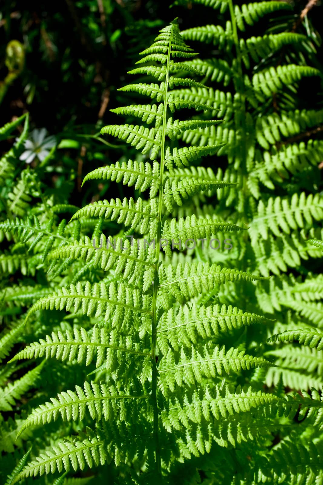 Fresh fern leaves in the forest