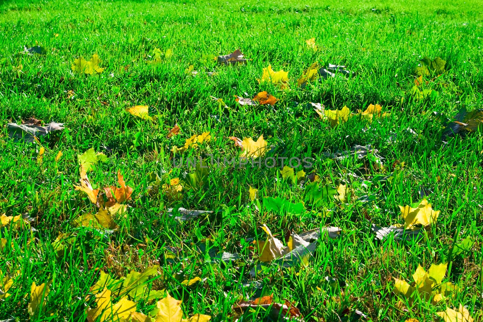 Green grass with leaves. it can be used as background