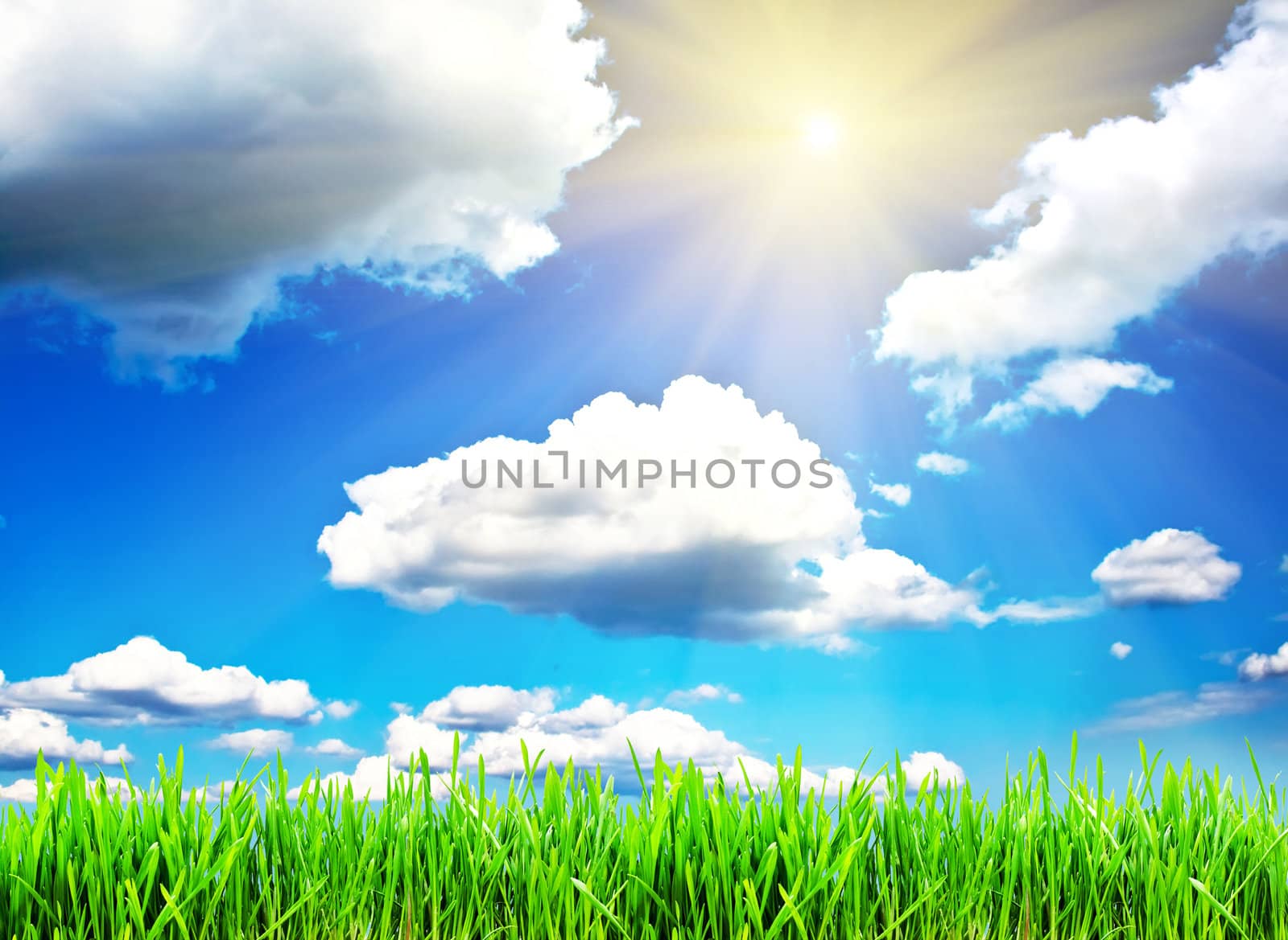 Green grass under blue sky with clouds and spring sun