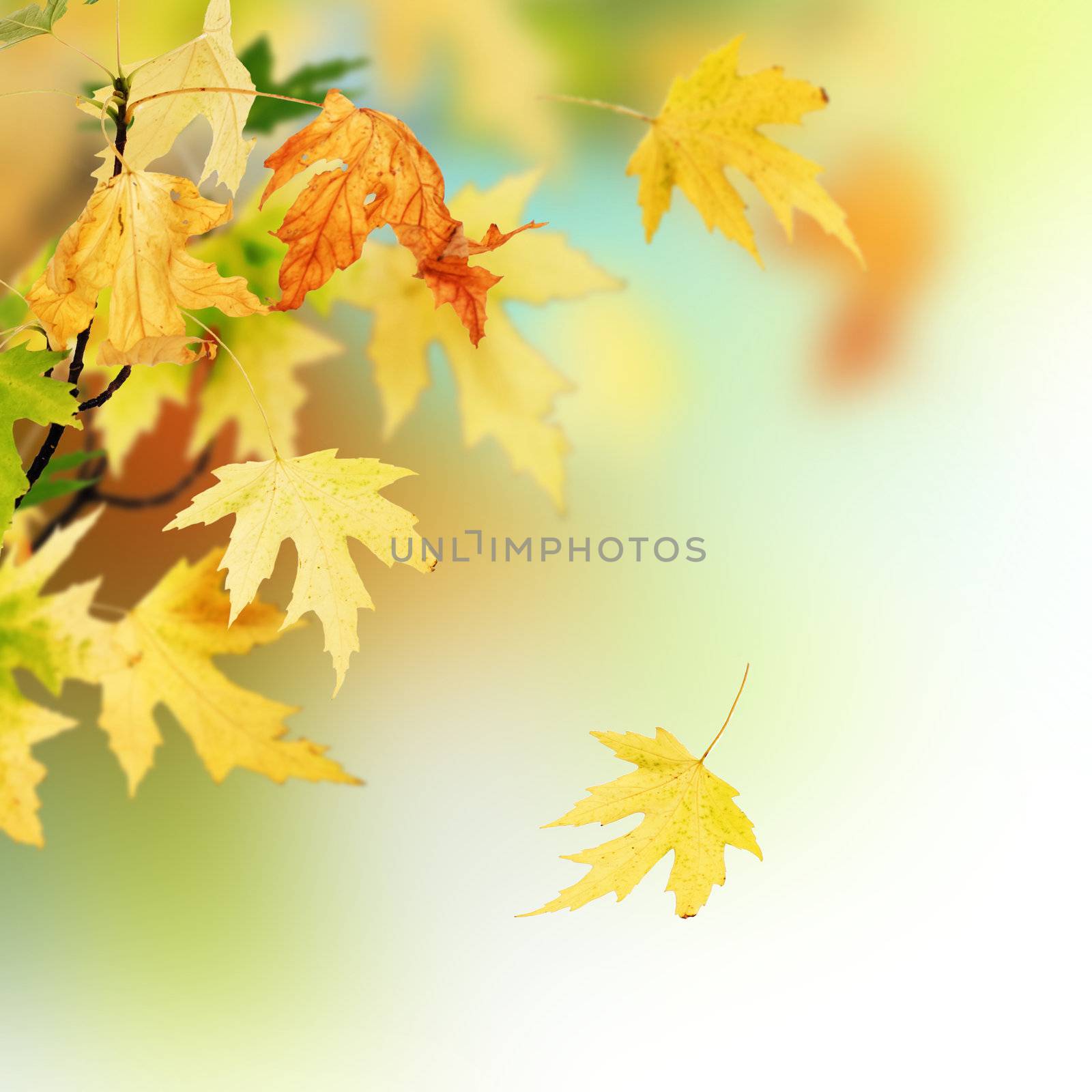 Beautiful Autumn  by SubbotinaA