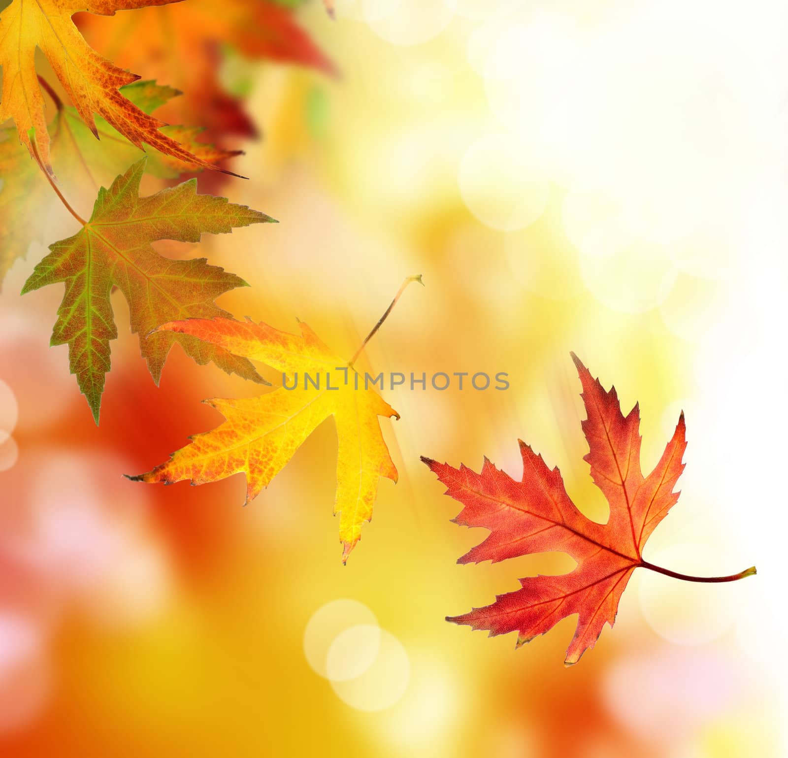 Beautiful Autumn Background  by SubbotinaA
