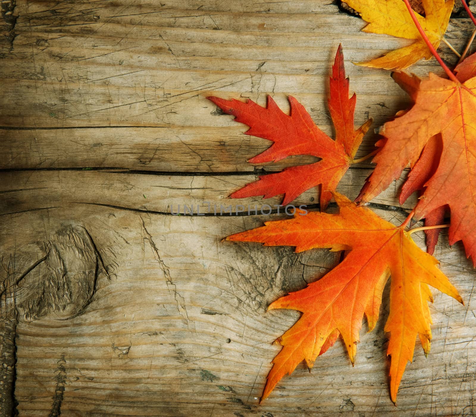 Autumn Leaves over wooden background. With copy space by SubbotinaA