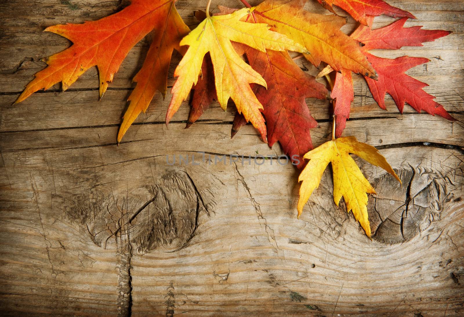 Autumn Leaves over wooden background. With copy space  by SubbotinaA