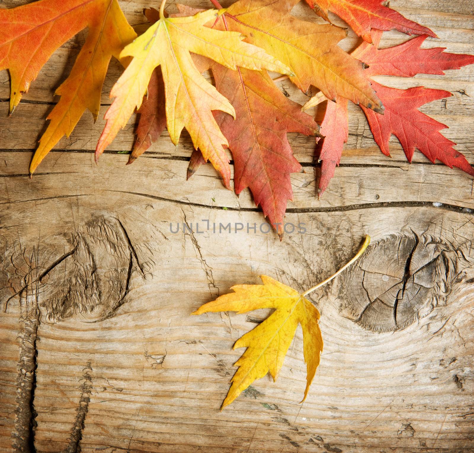 Autumn Leaves over wood background by SubbotinaA