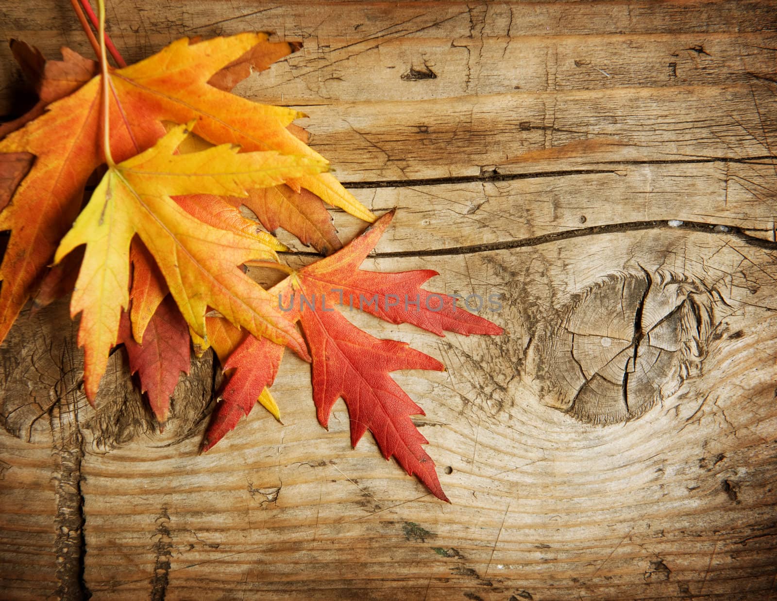 Autumn Leaves over wood background. With copy space  by SubbotinaA