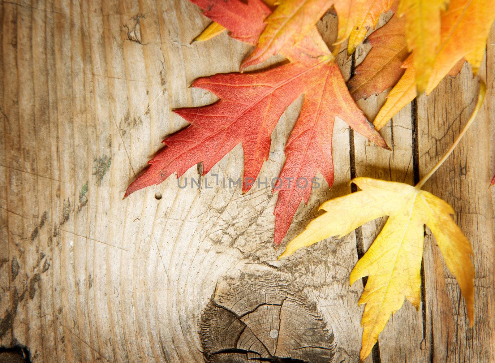 Autumn Leaves over wood background. With copy space by SubbotinaA