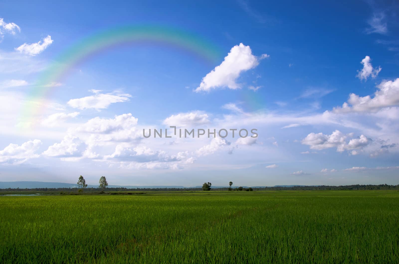 green paddy fields and blue sky with rainbow