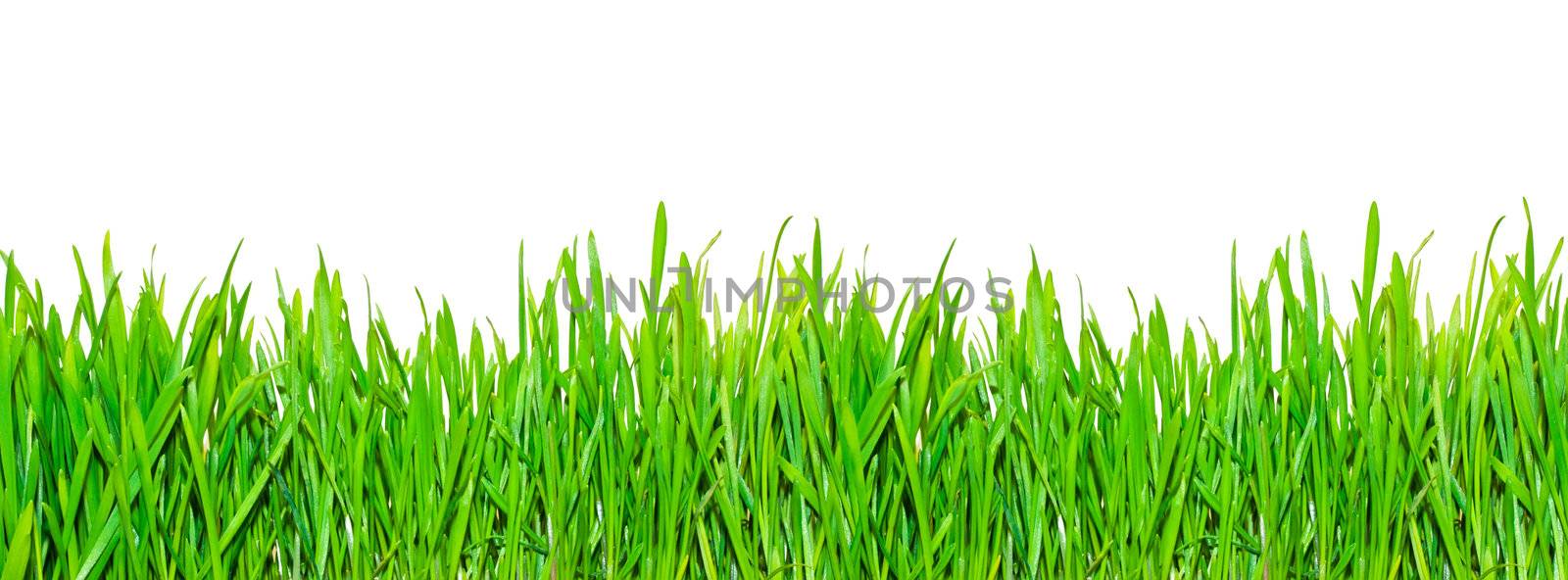 Fresh spring grass on white isolated background