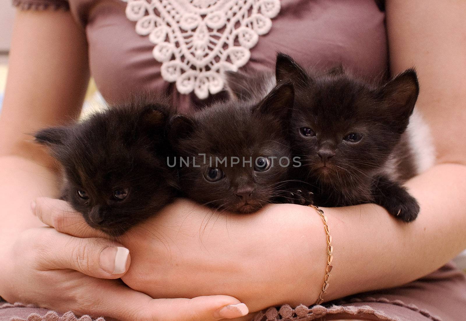 Three cats in a Boat by Axel80