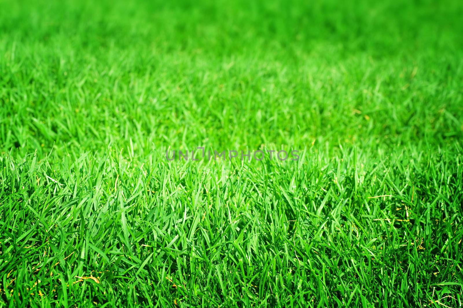 Green Grass Texture  by SubbotinaA