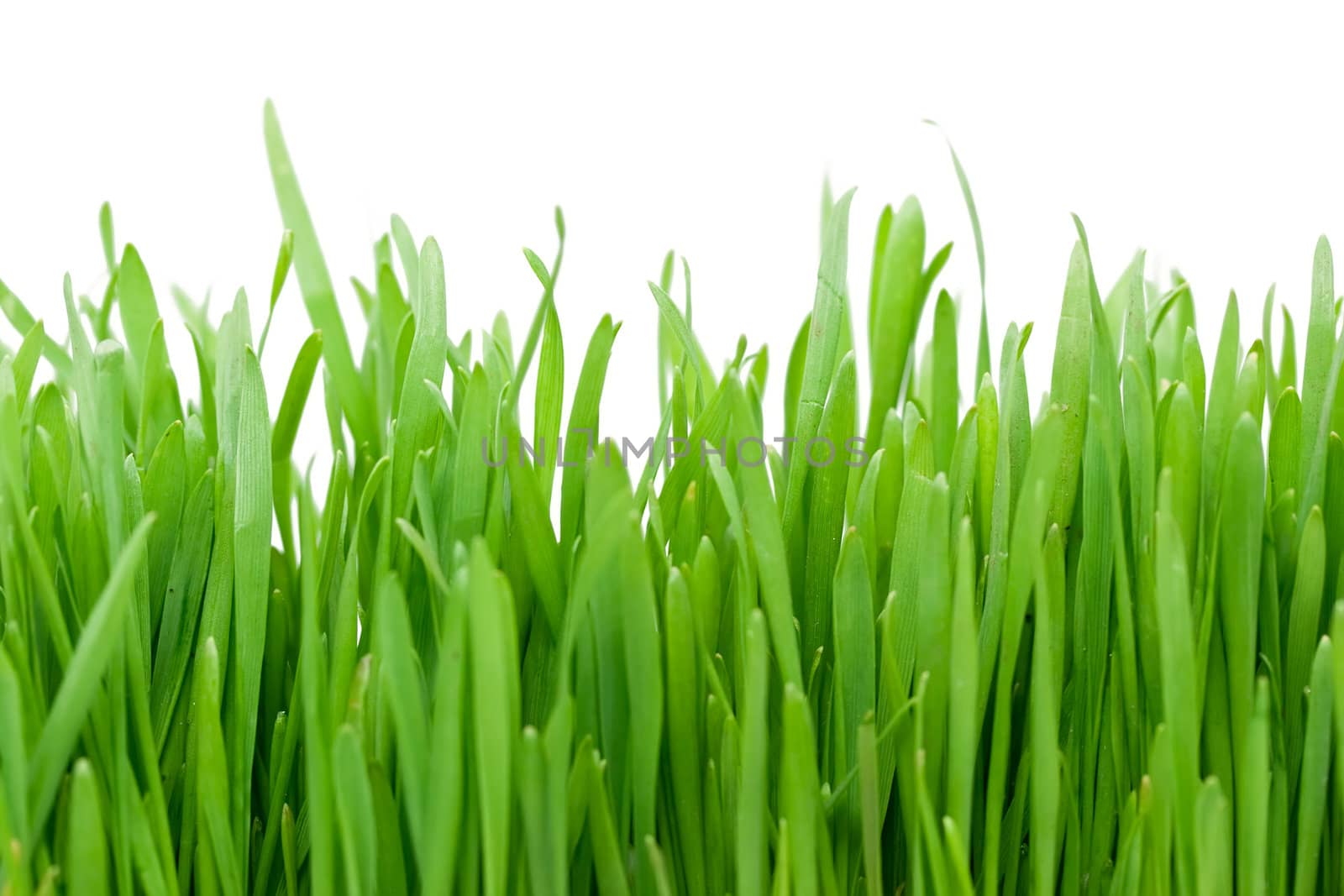 Fresh green grass isolated on white background