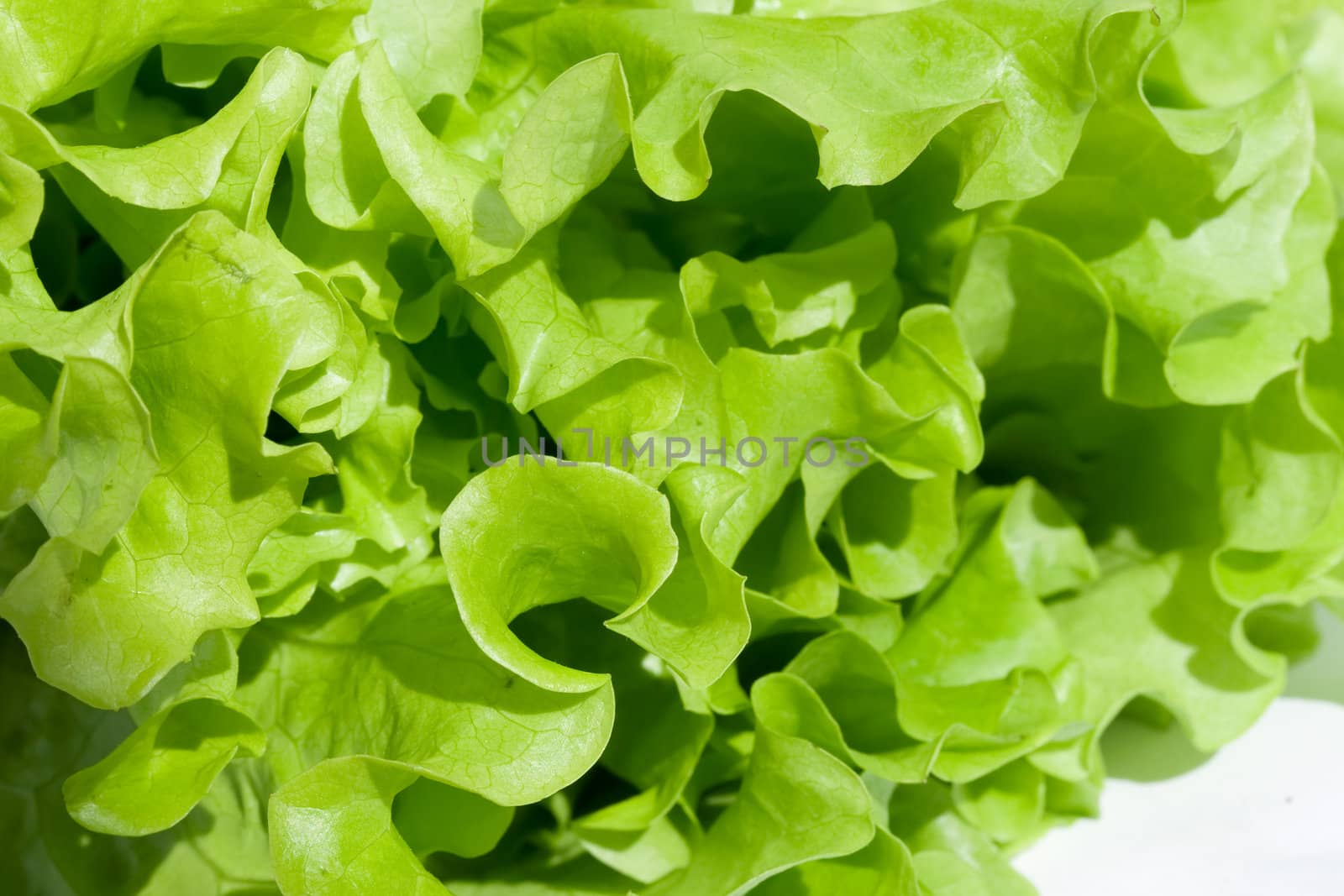 Fresh green Lettuce salad on white isolated background