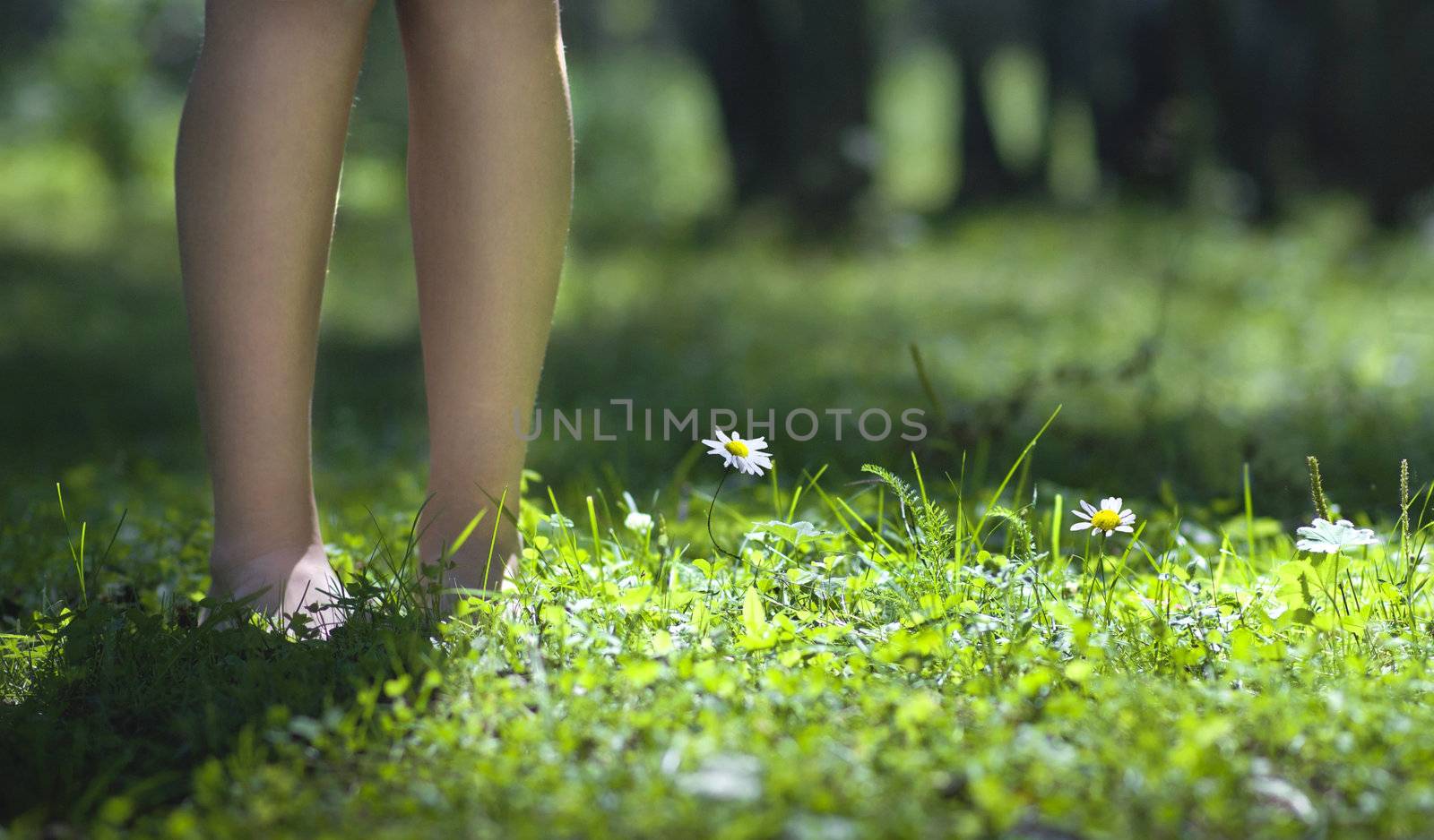 flowers on a sunny lawn in the woods