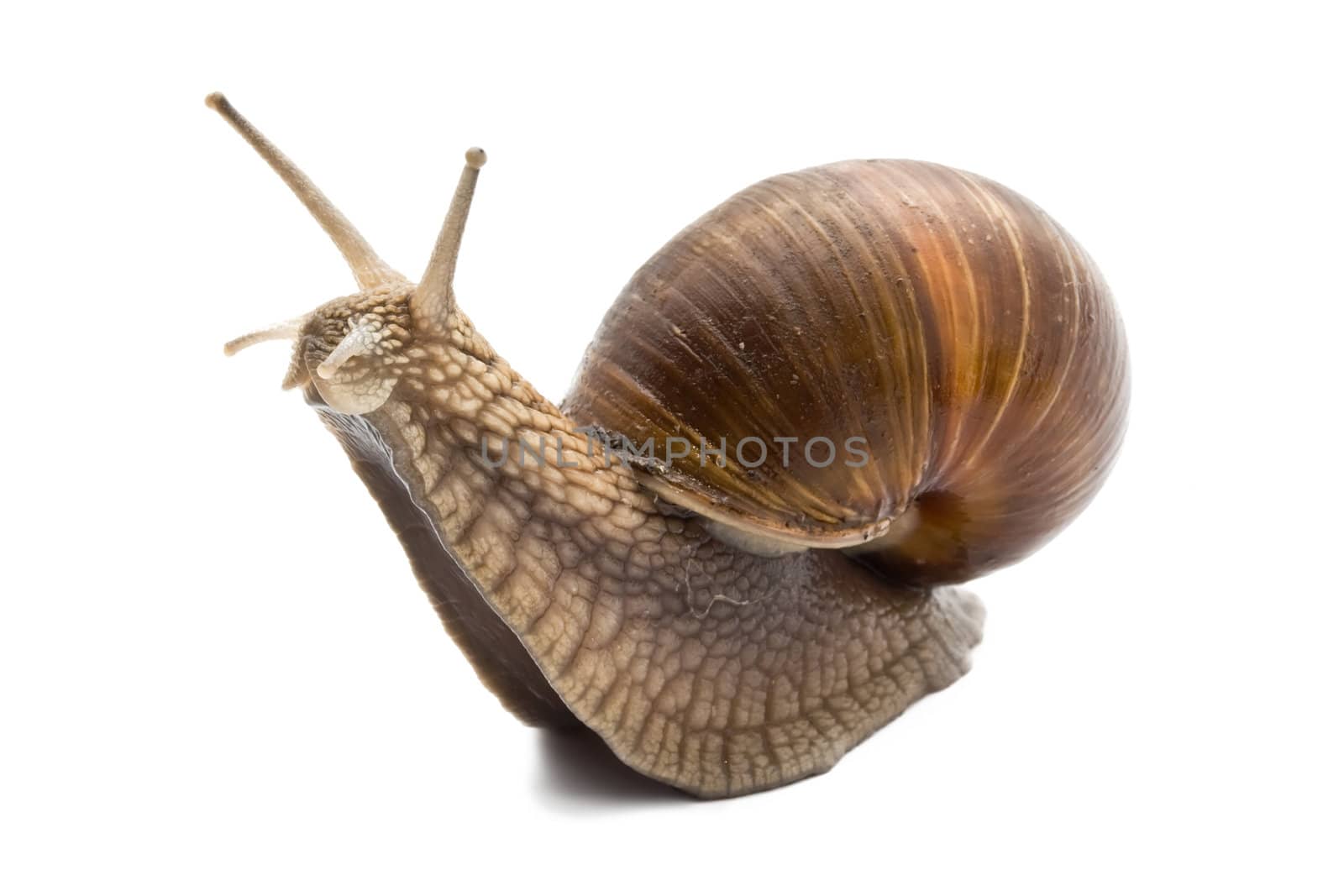 Funny snail on a white background