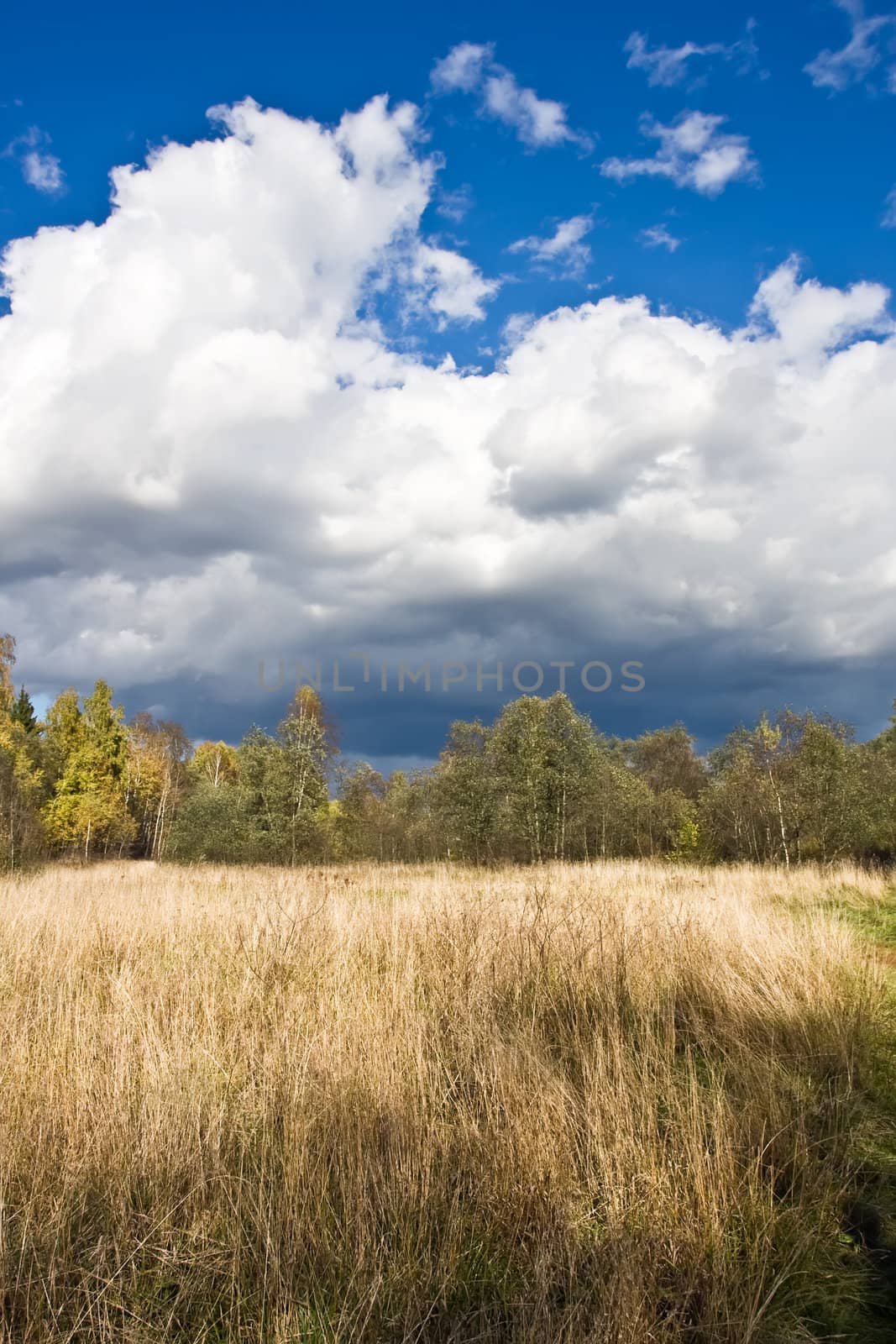 Autumn field under blue sky