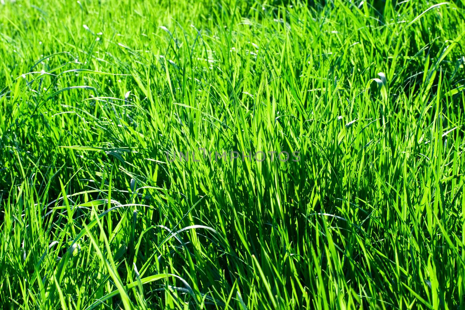 Green natural grass. it can be used as background