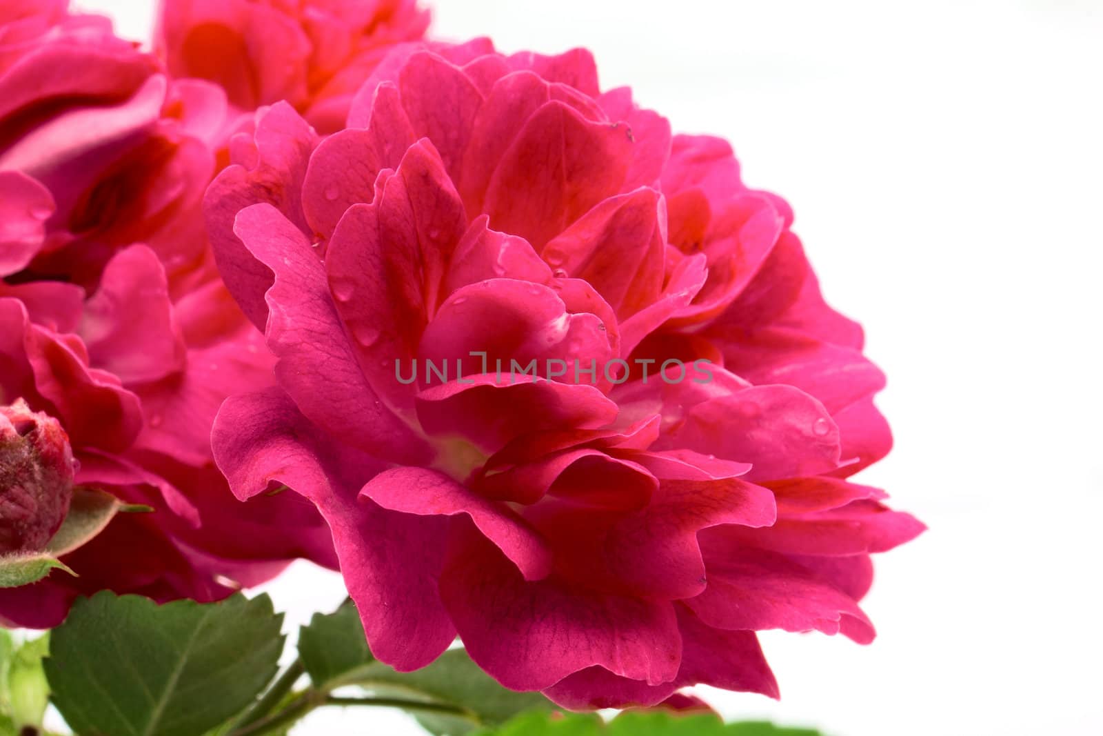 Red rose isolated on white background