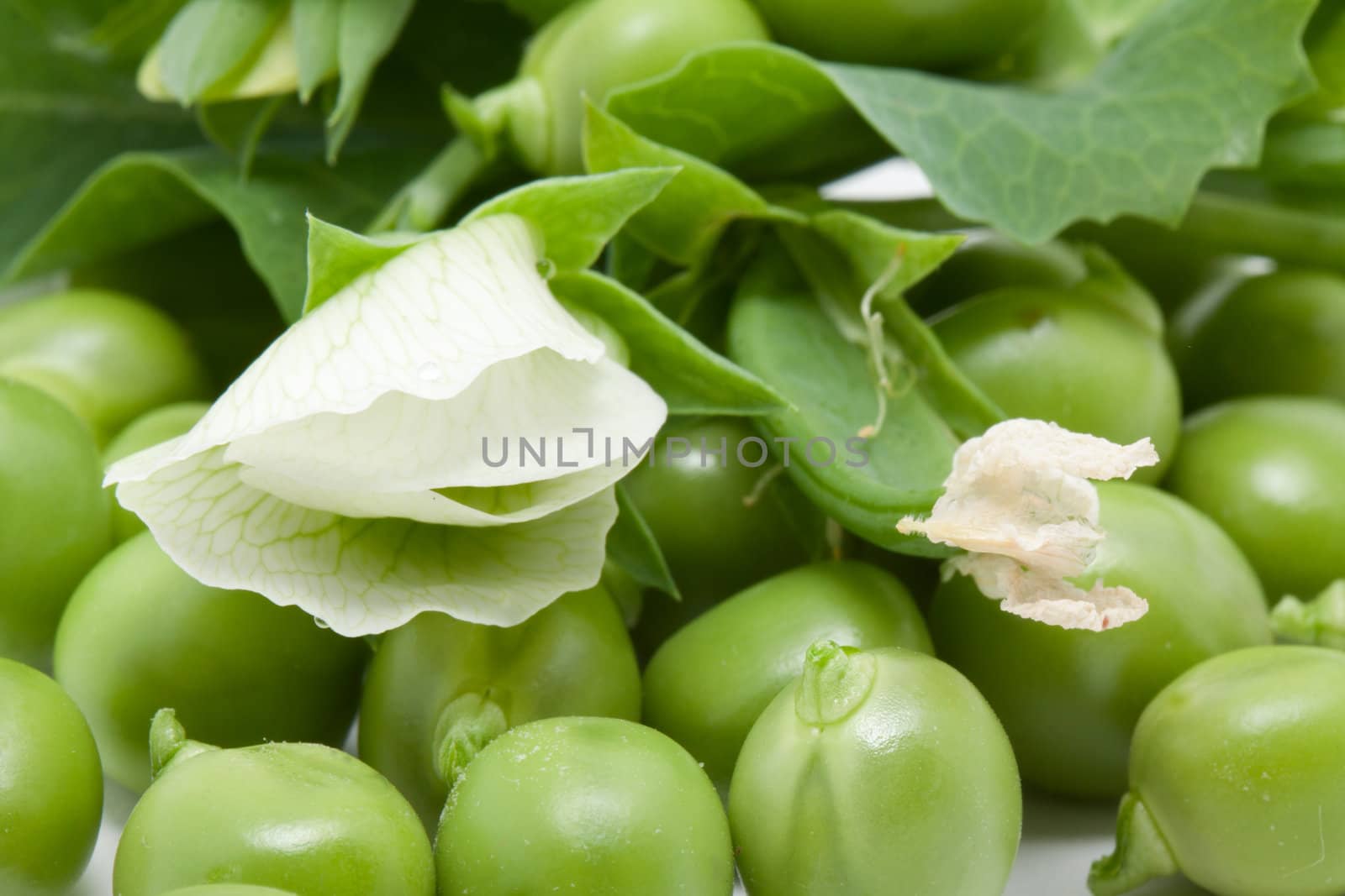 Green pea with blossom