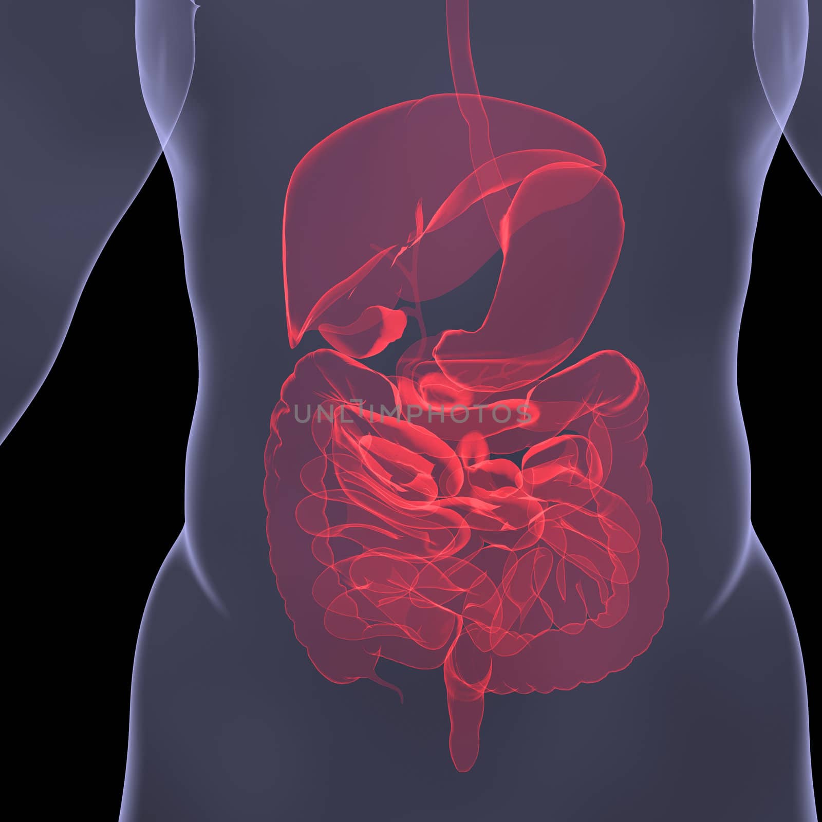 X-Ray picture of a person. Sore digestion. Isolated render on a black background