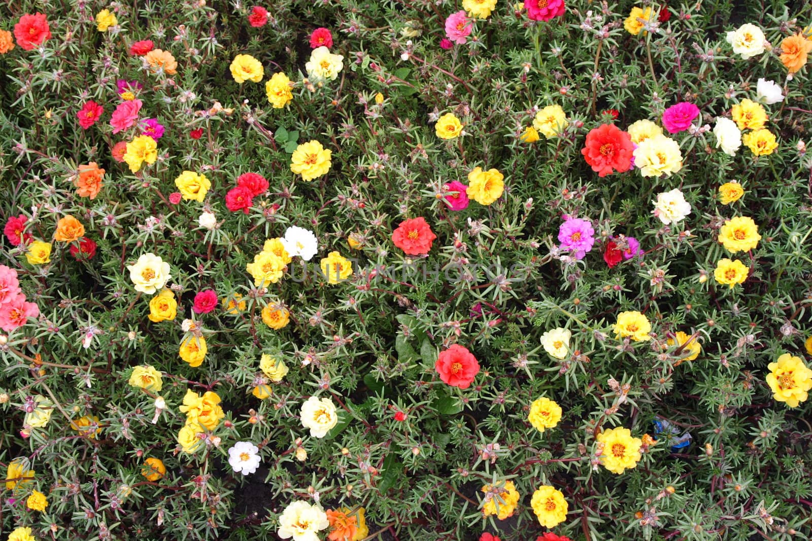 many bright flowers by vsurkov
