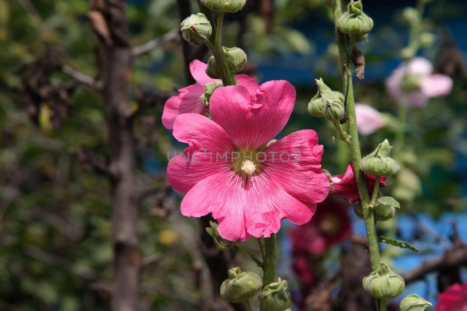 red poppy flower in the field