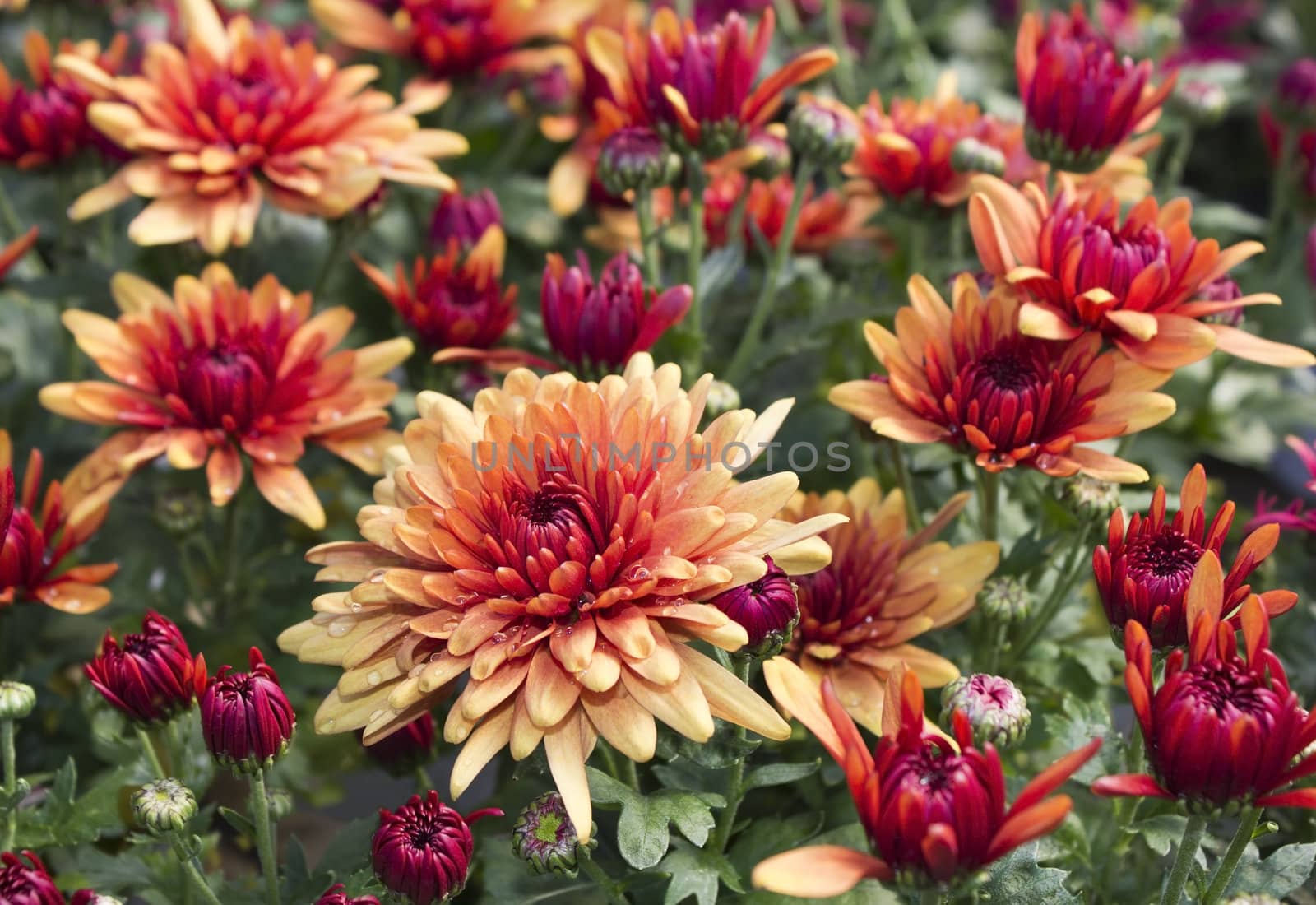 Bright colored chrysanthemum flowers as floral background