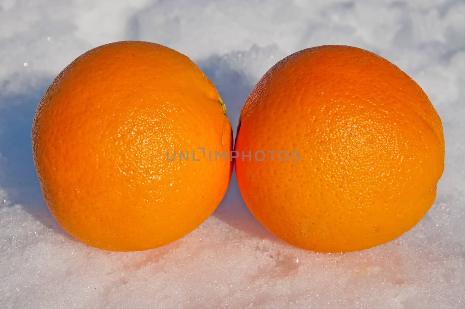 Oranges in snow by GryT