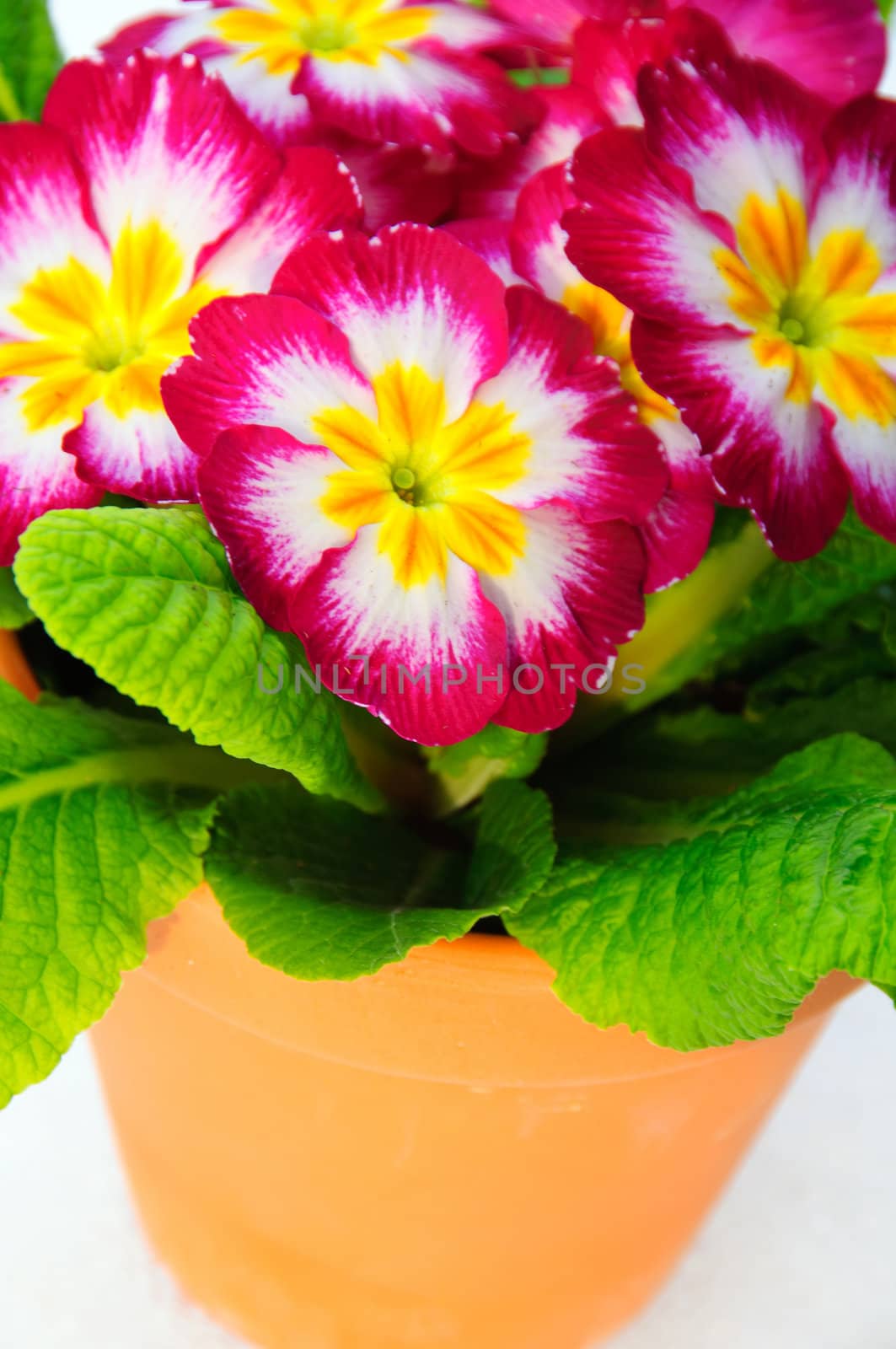 Primula in terracotta pot by GryT