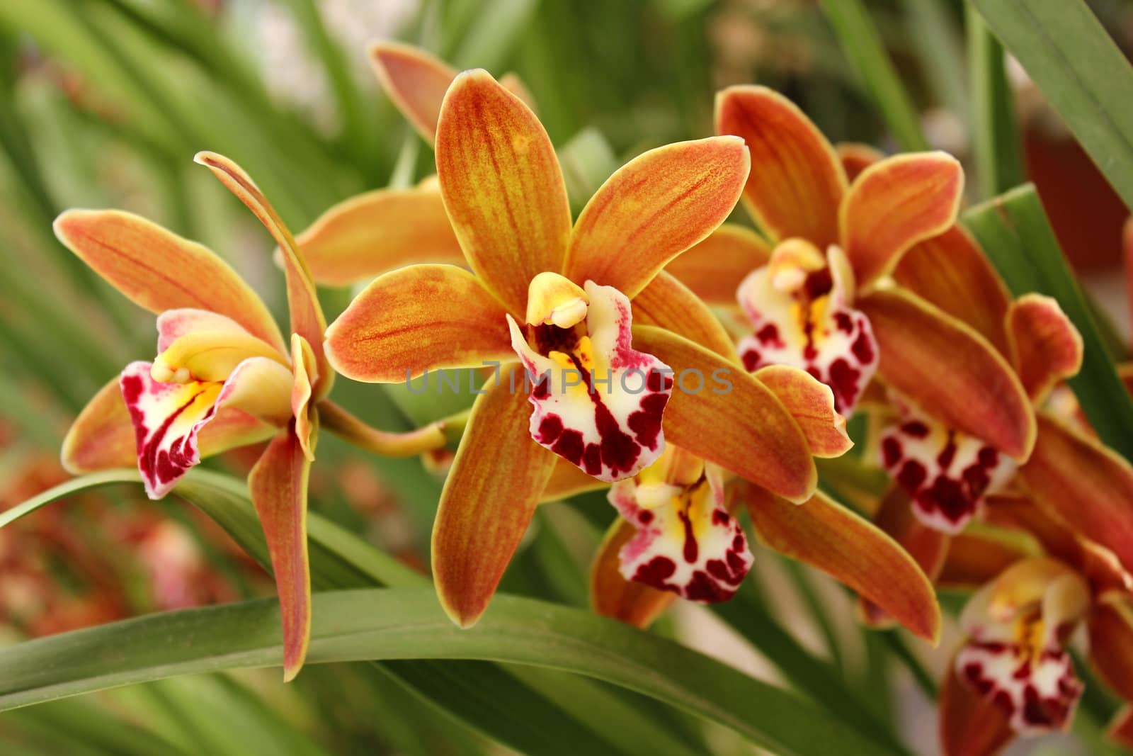 wild orchid by irisphoto4