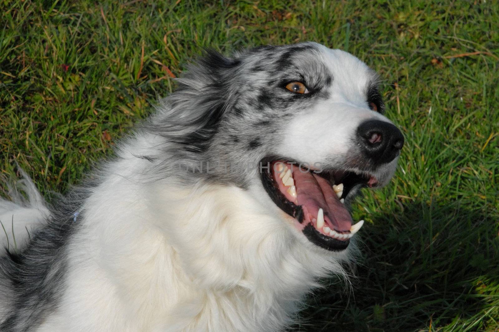 border collie by cynoclub