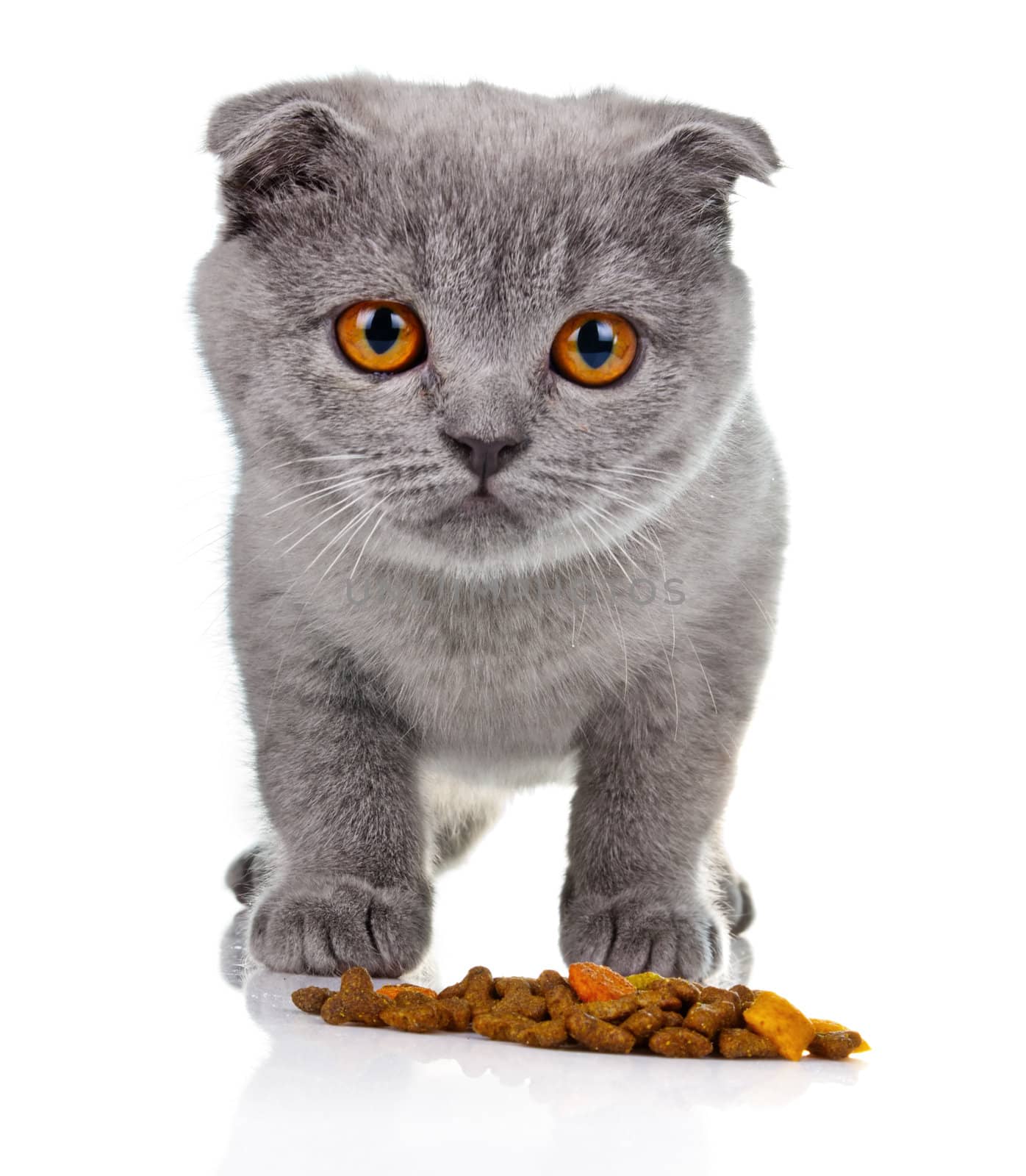 Little kitten eating pet food isolated on white background 