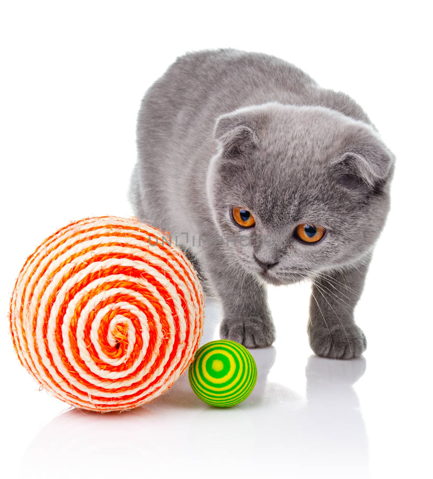 Little kitten playing with balls isolated on white by alphacell