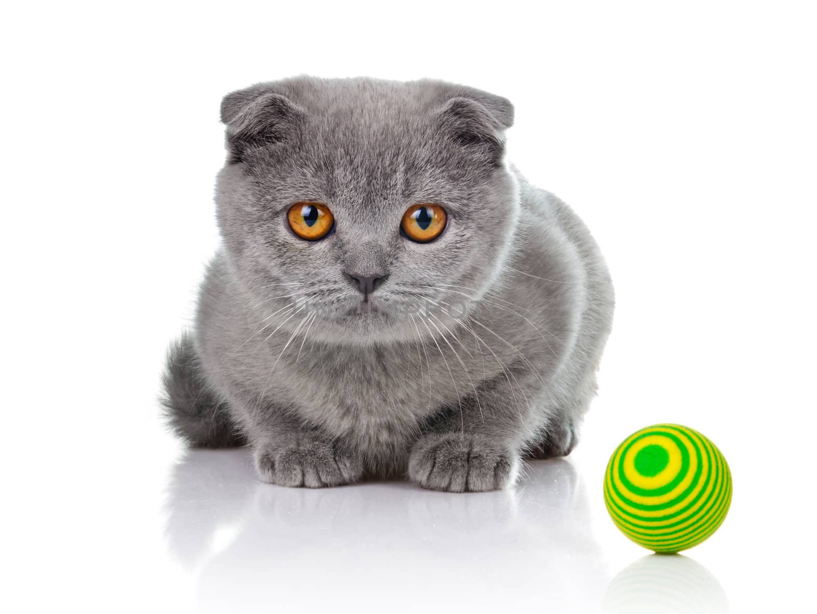 Little kitten playing with balls isolated on white background 