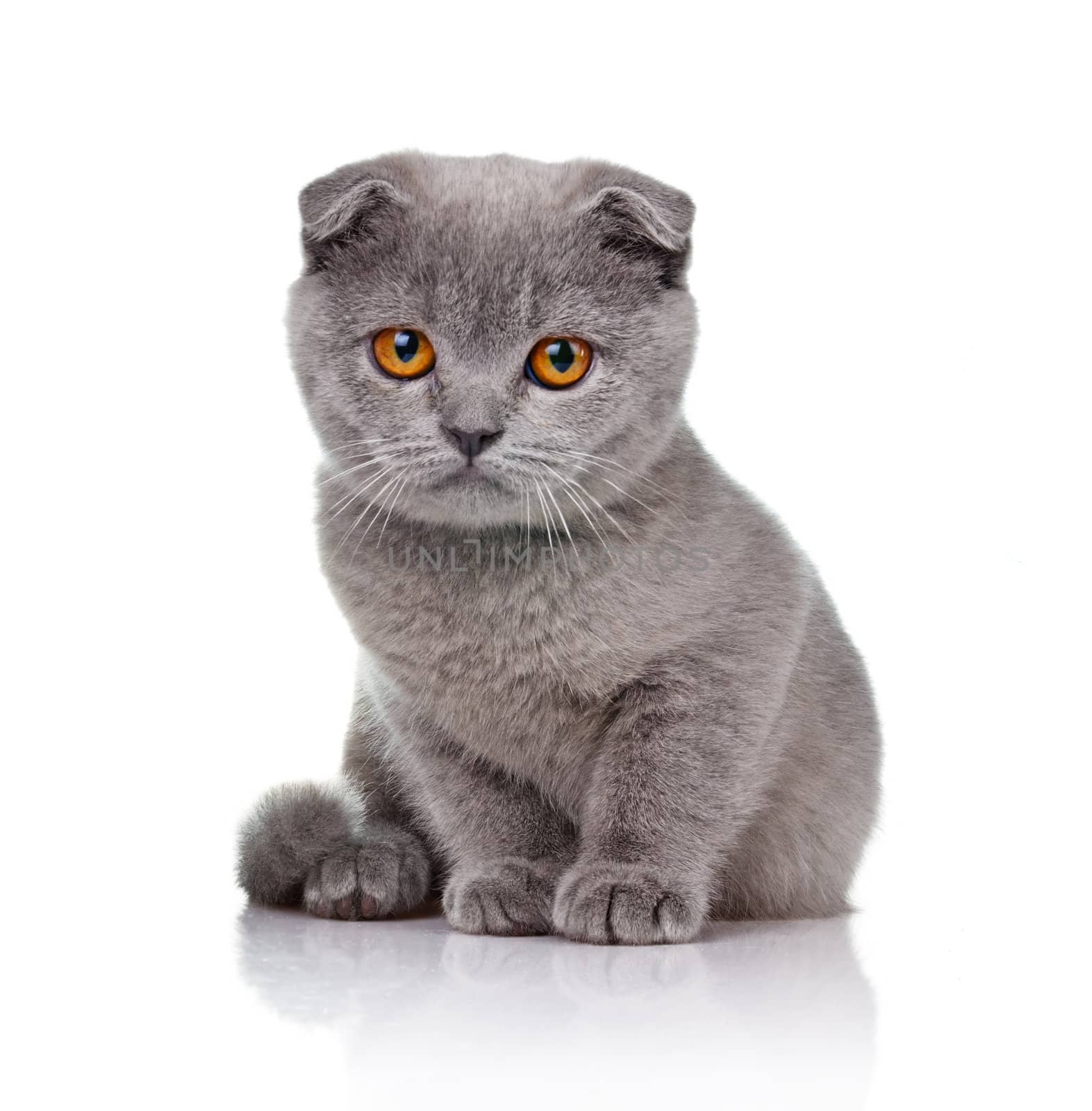 Little lop-eared kitten isolated on white background 