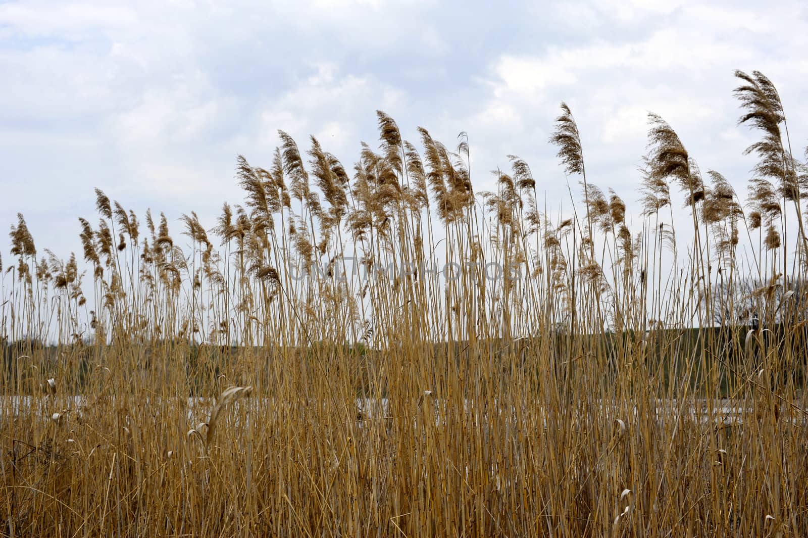 High dry reed on a lake against clear blue sky