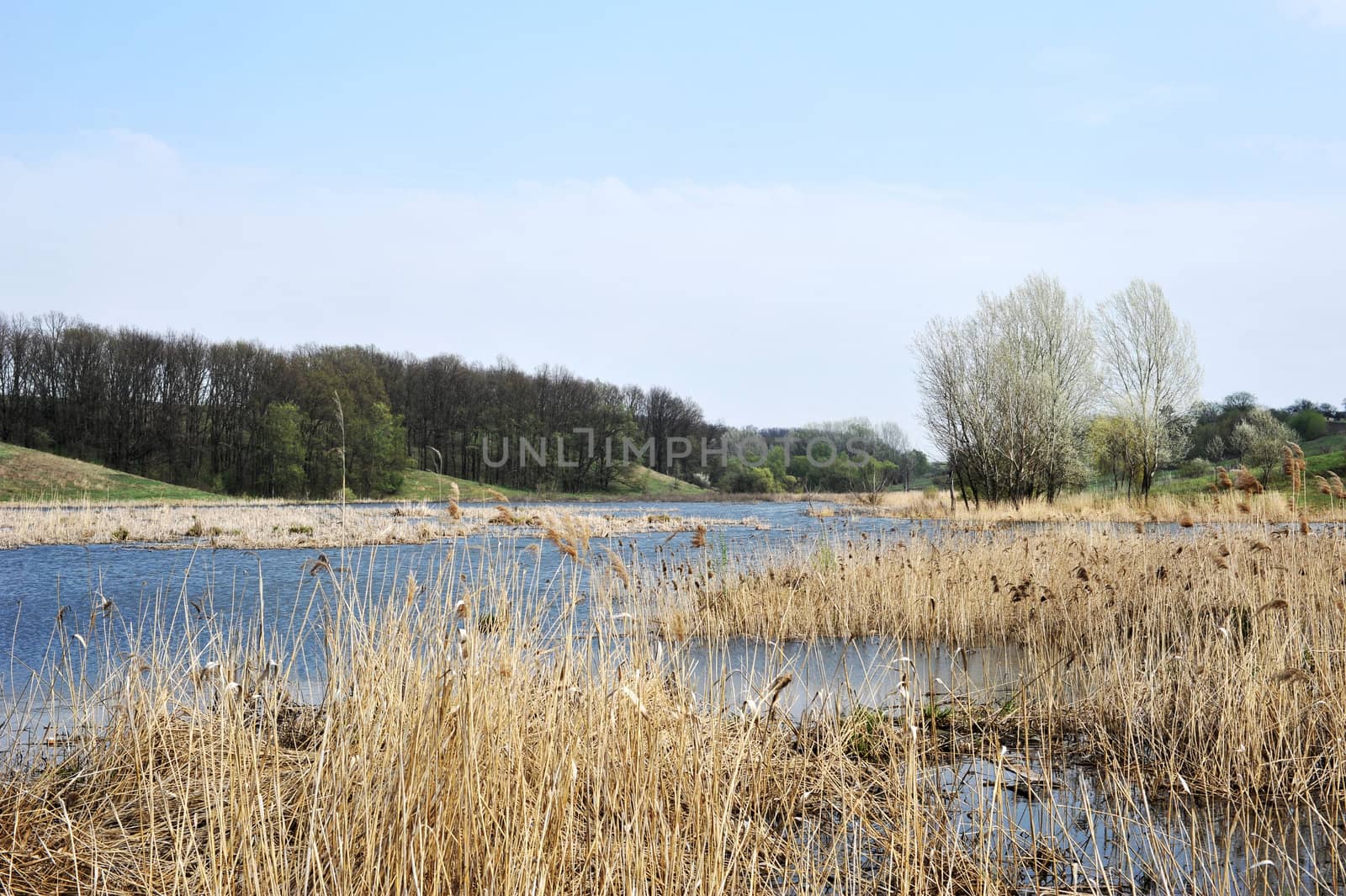 landscape with trees and lake or rural scenery