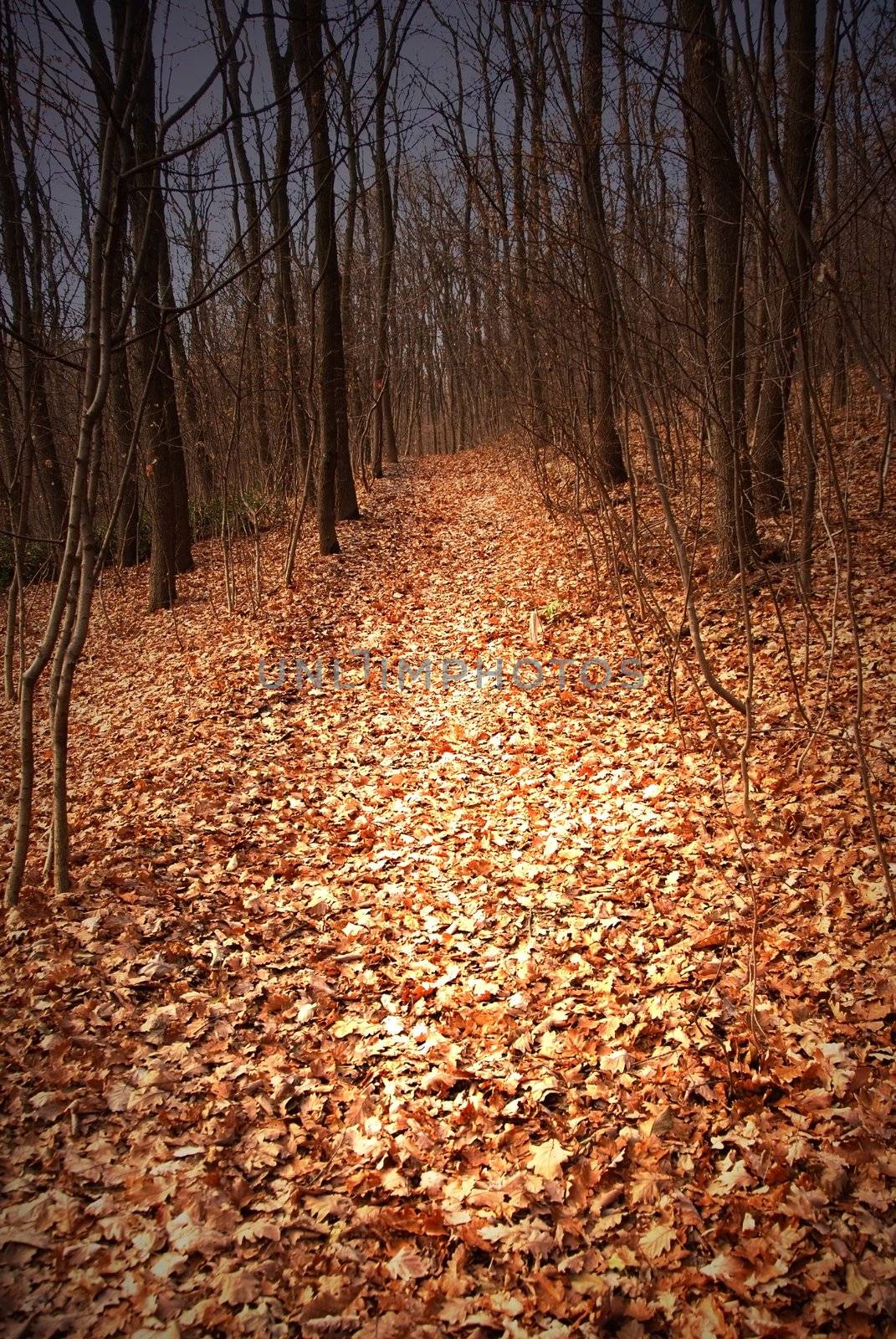 autumn forest path between black leafless trees
