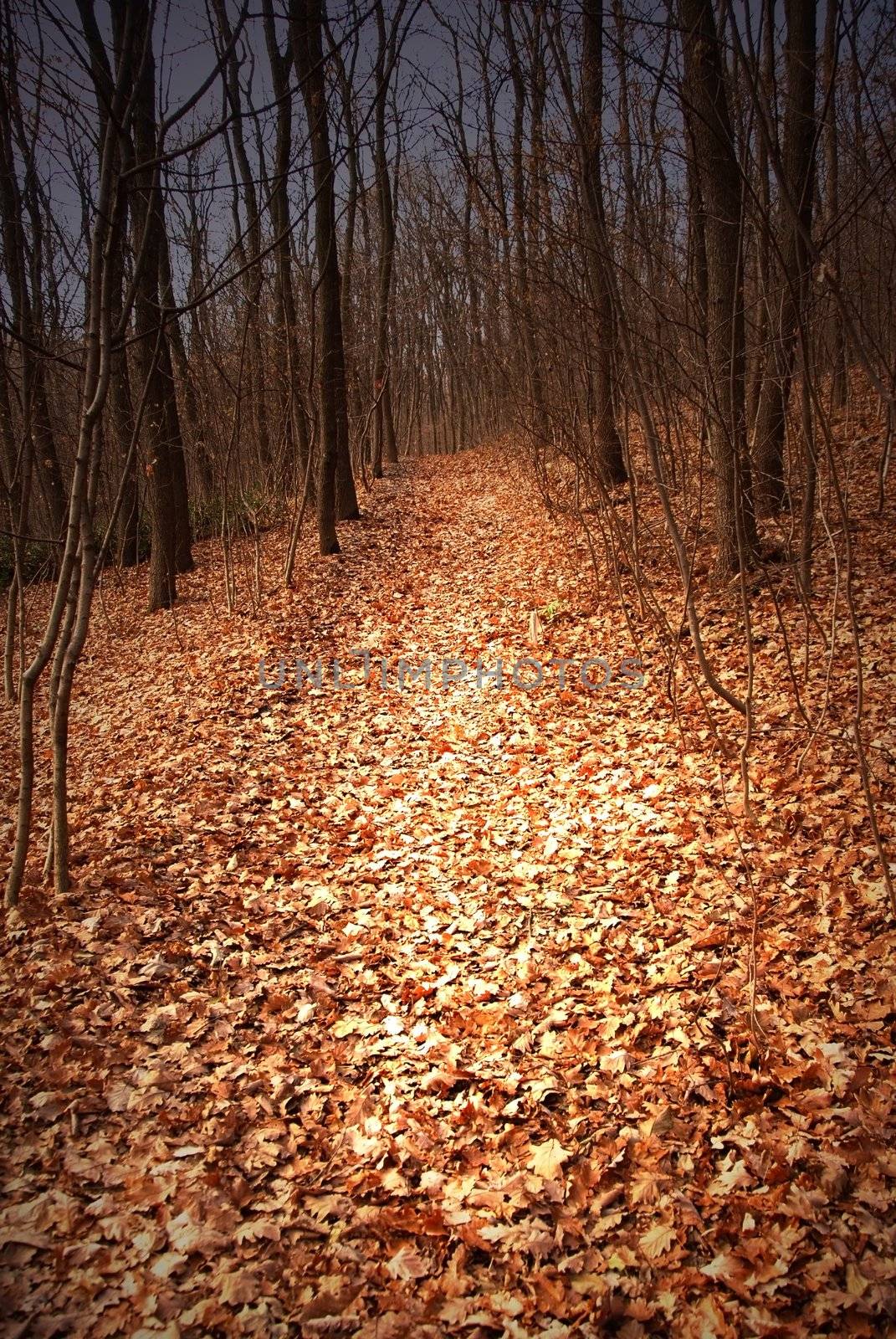 Autumn forest path by simply