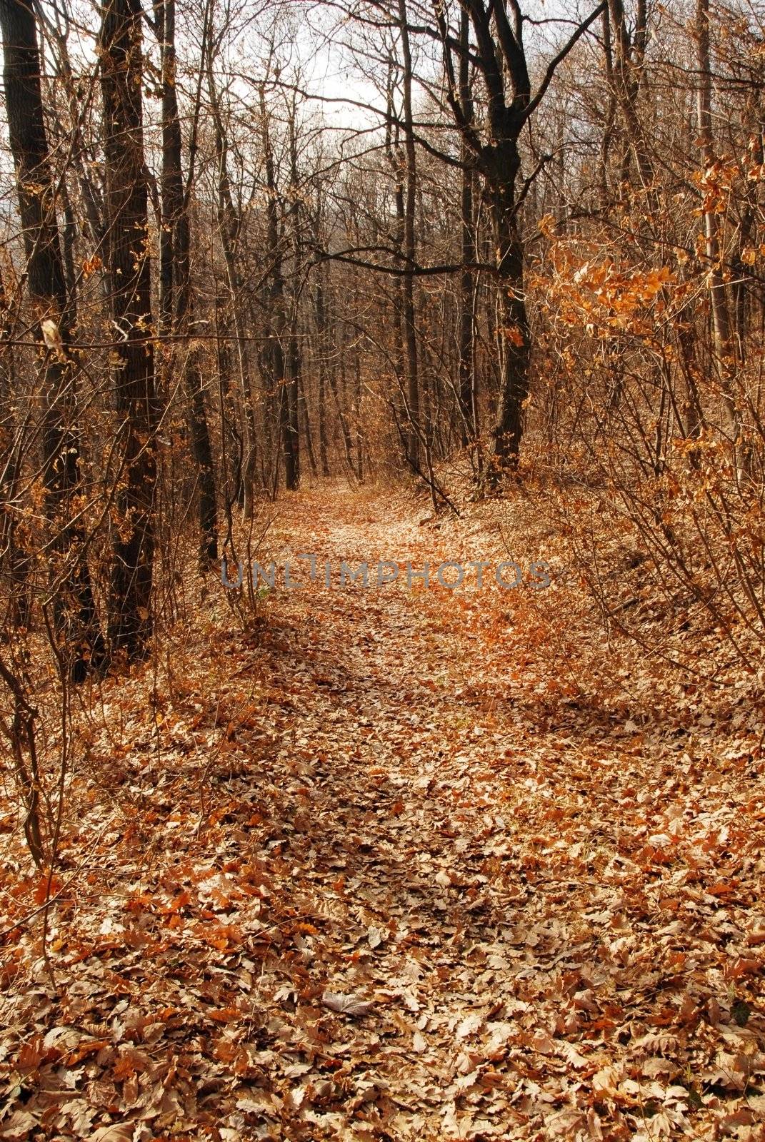 Autumn forest path by simply