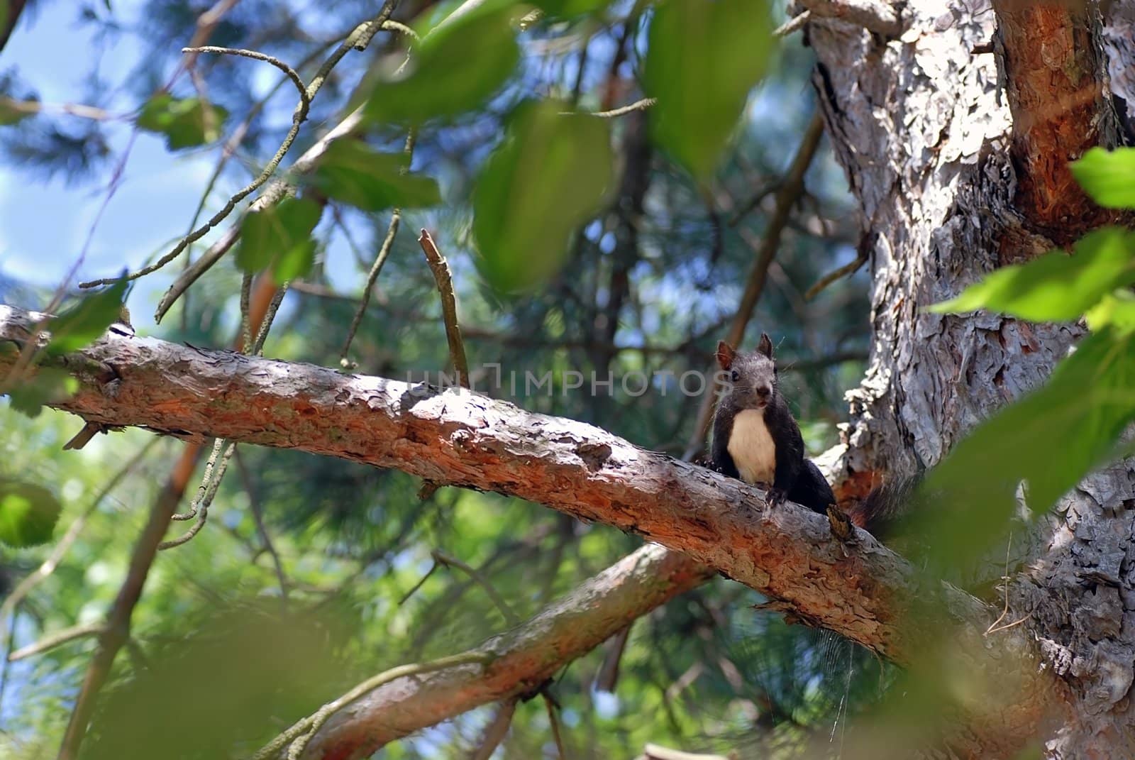 squirrel on green tree branch at sunny day