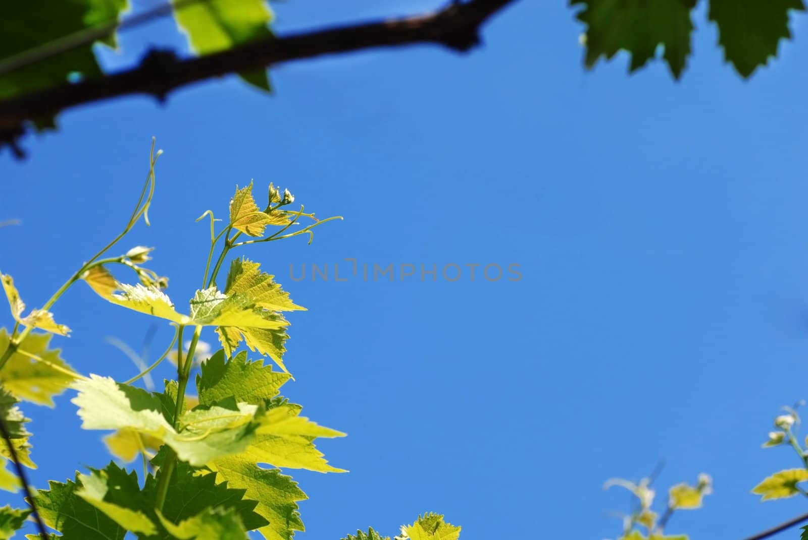 green vine leaves growing at spring over blue sky