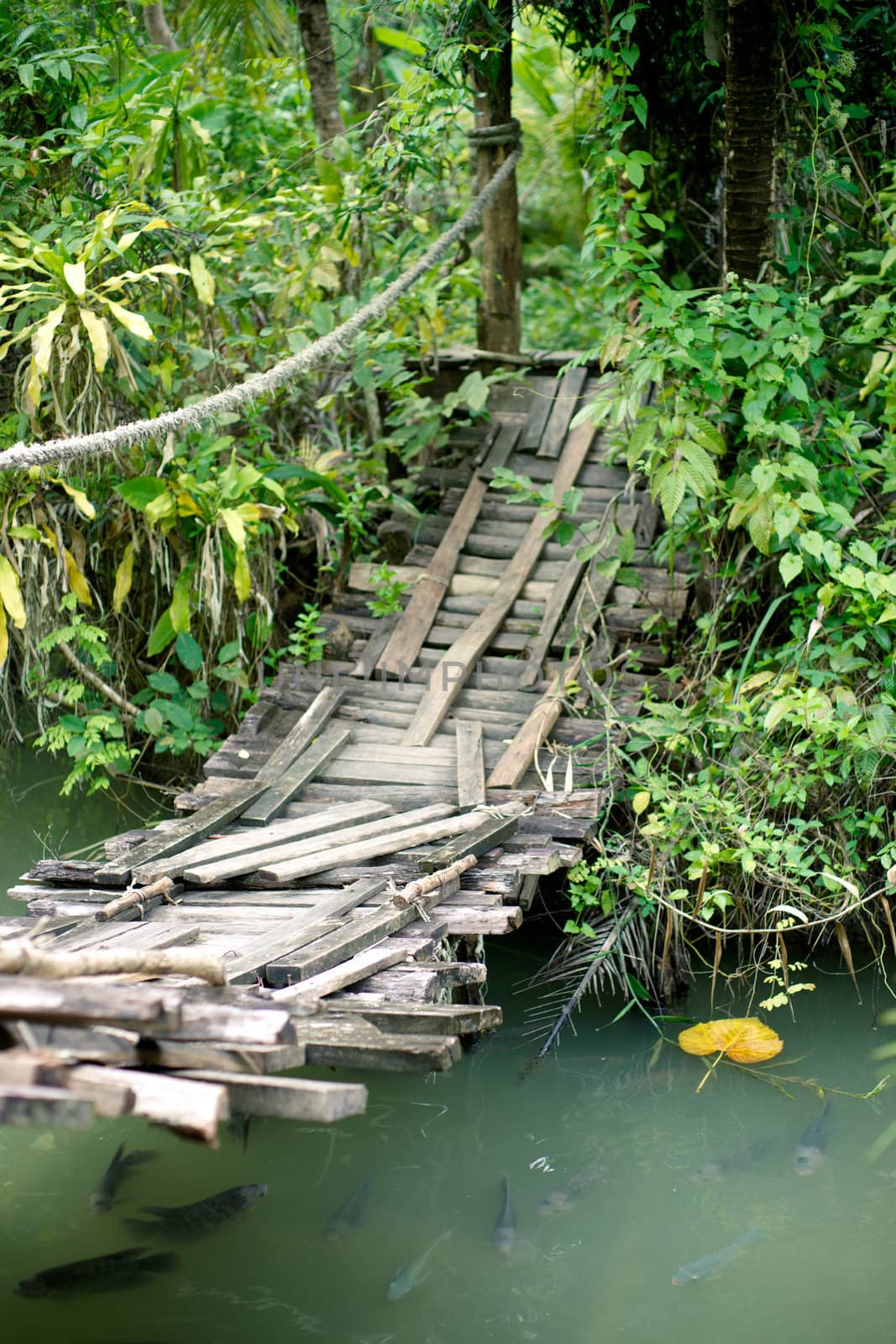 Suspension bridge over a reservoir with fishes in catfish farm in Thailand