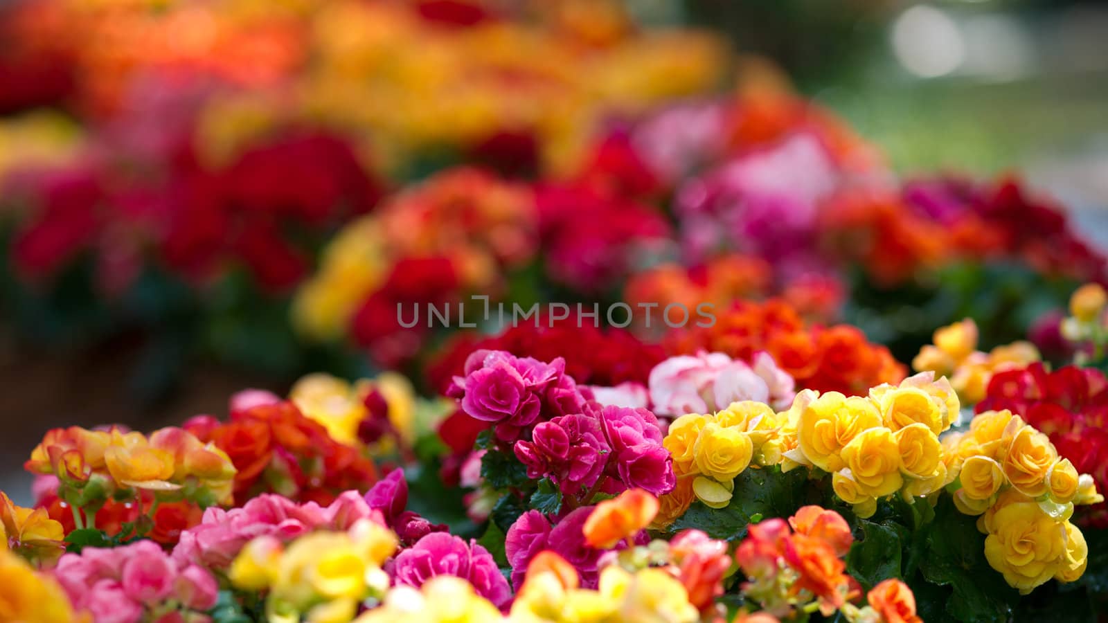 Flowerbed with multicolored flowers