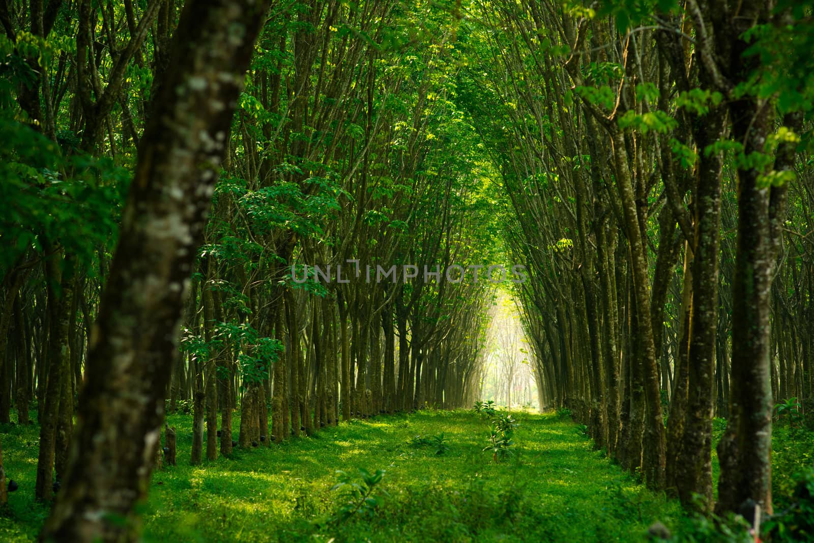Plantation of rubber trees in Thailand