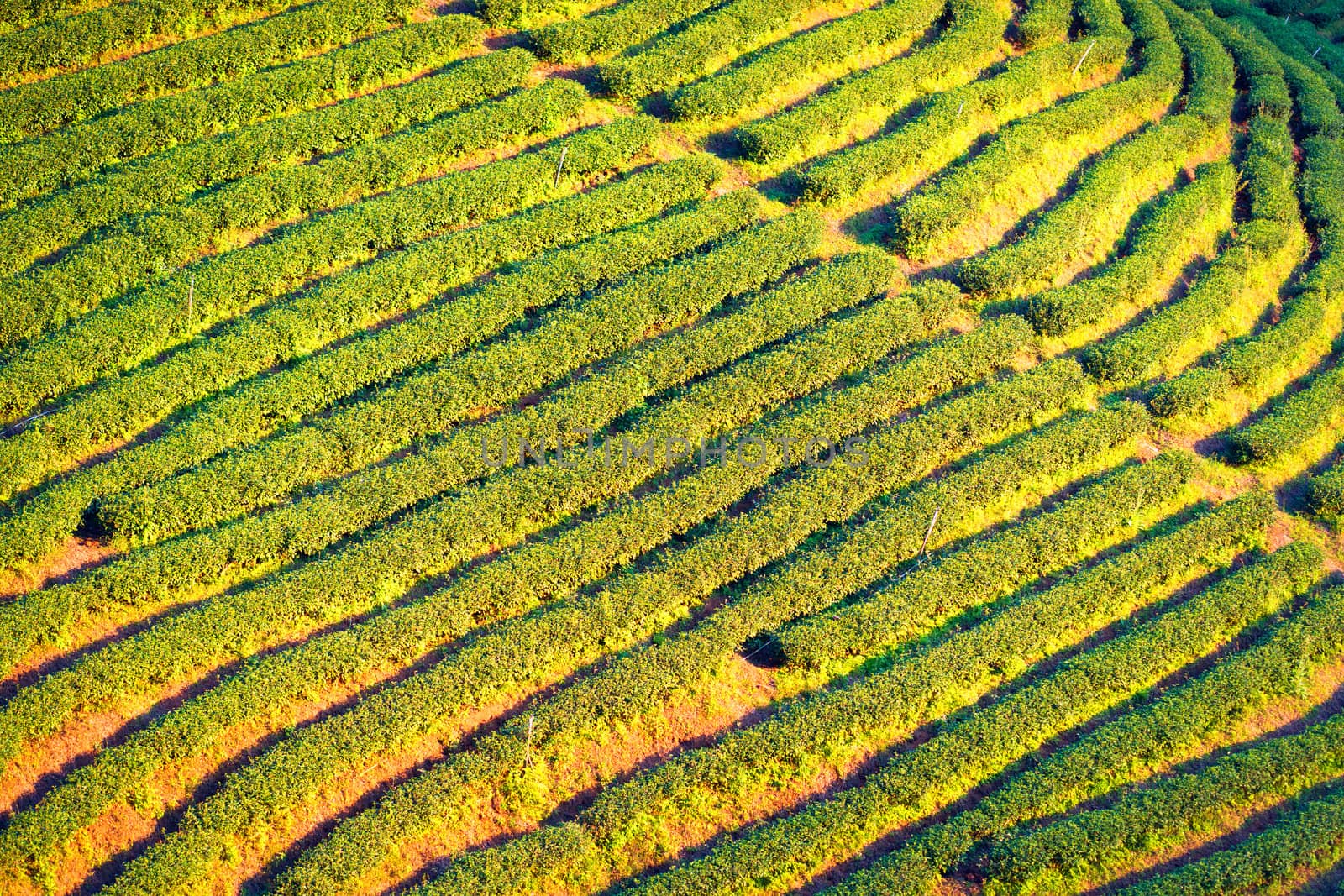 Tea plantation in village Mae Salong, Chiang Mai province, Thailand